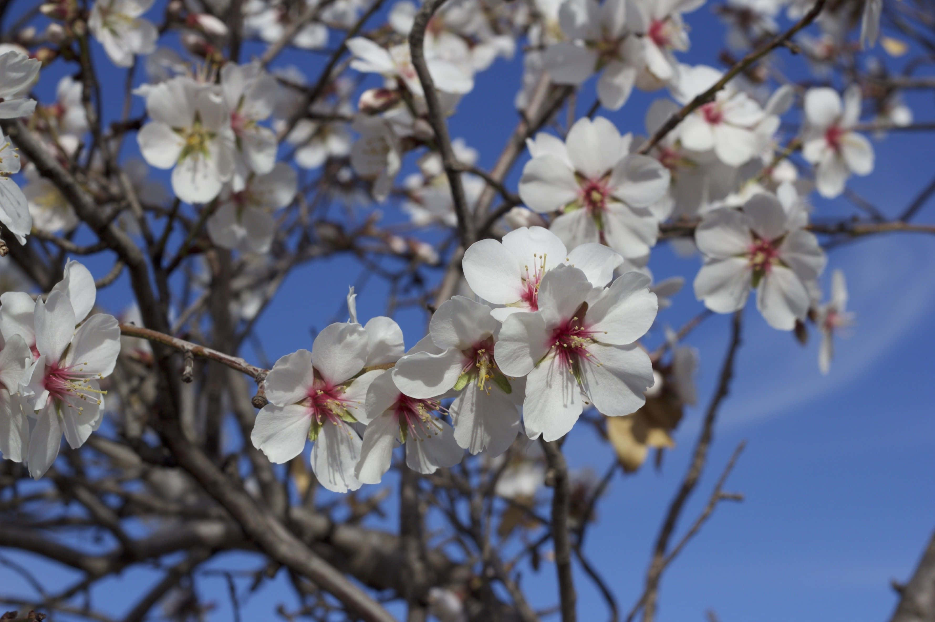 Spring Sky, white blossoms, pink centers, 2K Desktop Wallpaper