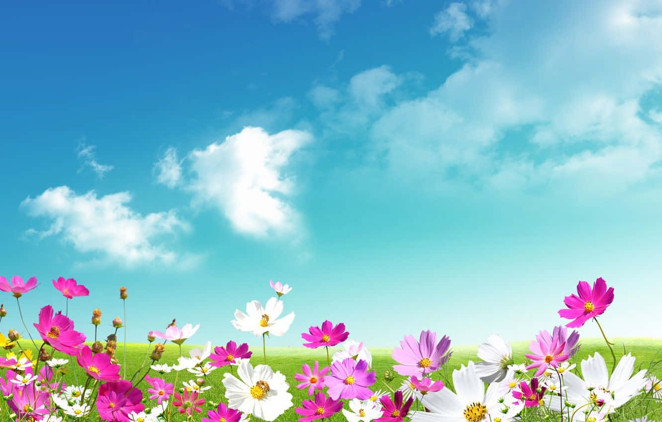 Spring Sky, pink and white cosmos flowers, lush green field, HD Desktop Wallpaper