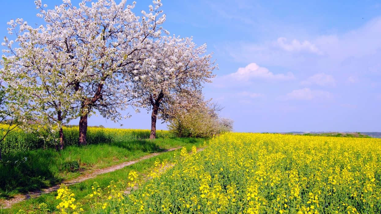 Spring Sky, vibrant yellow canola field, clear blue sky, SD Desktop Wallpaper