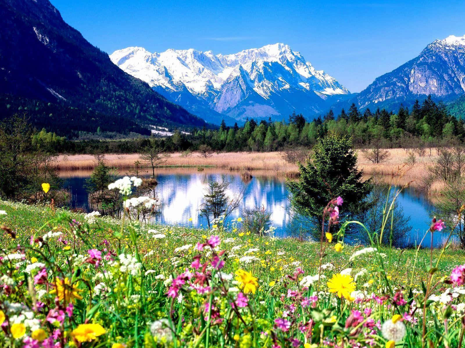 vibrant wildflowers, calm lake, snow-capped mountains, HD Desktop Wallpaper