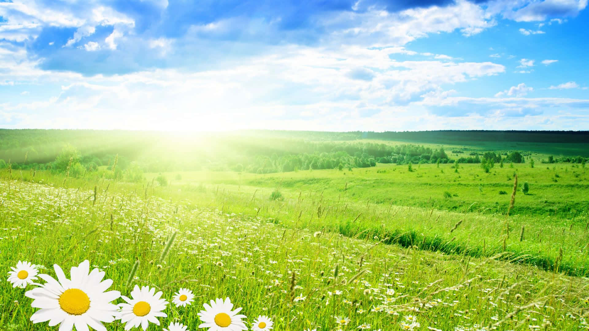 Spring Grass, vibrant green meadow, white daisies, Full HD Desktop Wallpaper