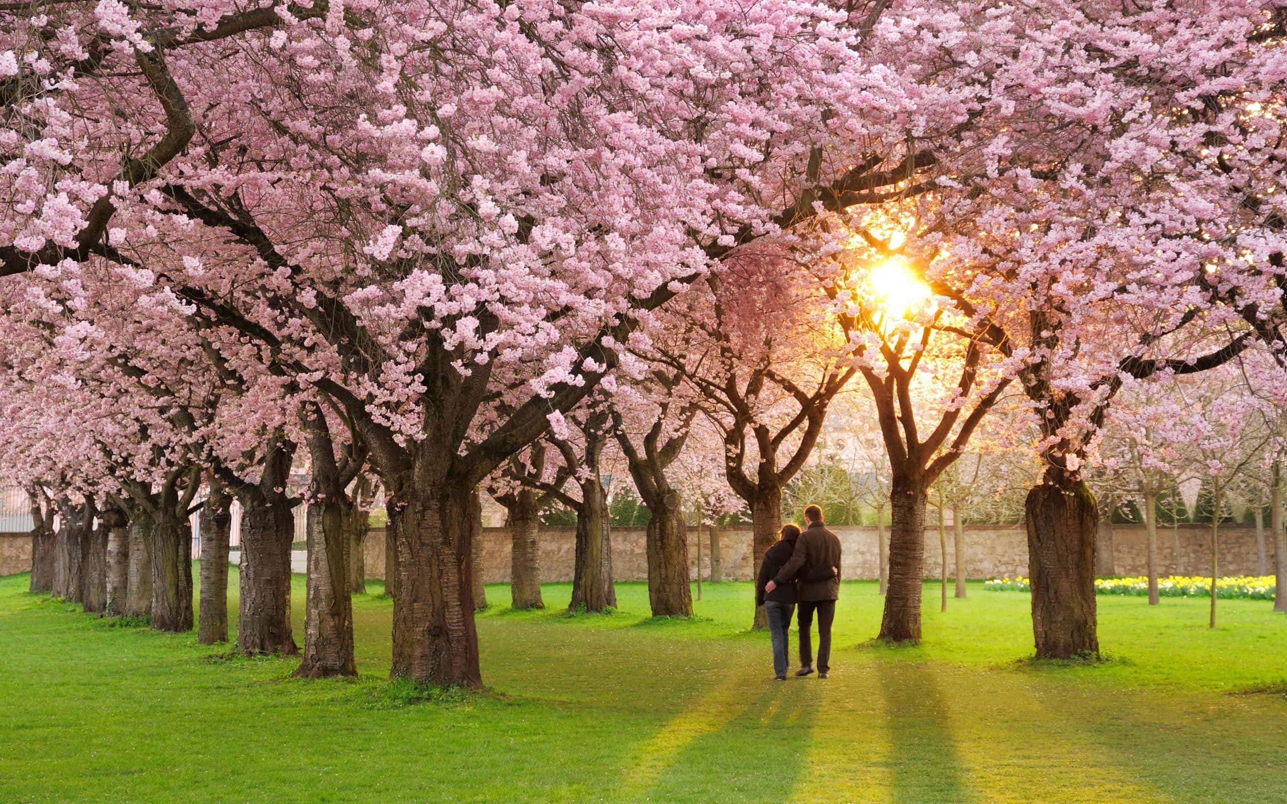 pink cherry trees, golden sunset light, serene spring weather landscape, 2K Desktop Wallpaper