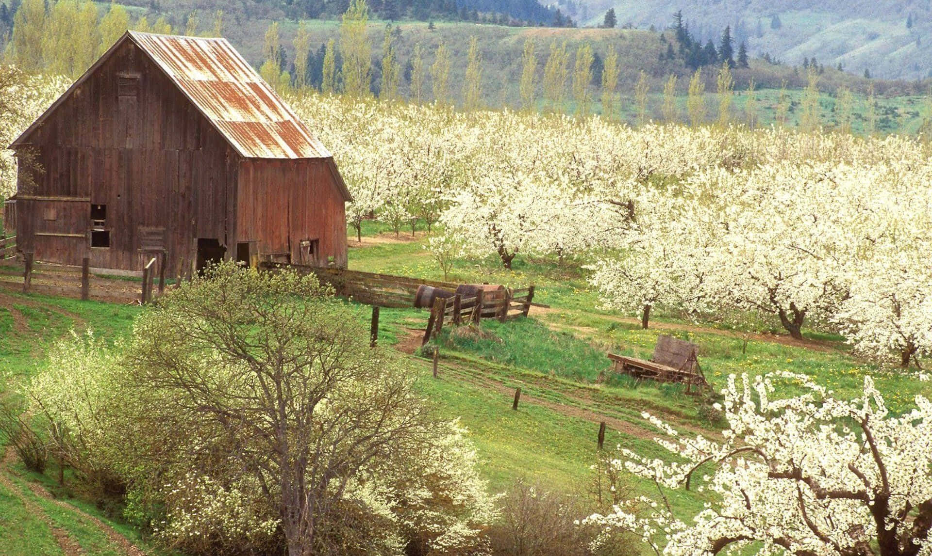 spring fields, rustic wooden barn, vibrant orchard, Full HD Desktop Wallpaper