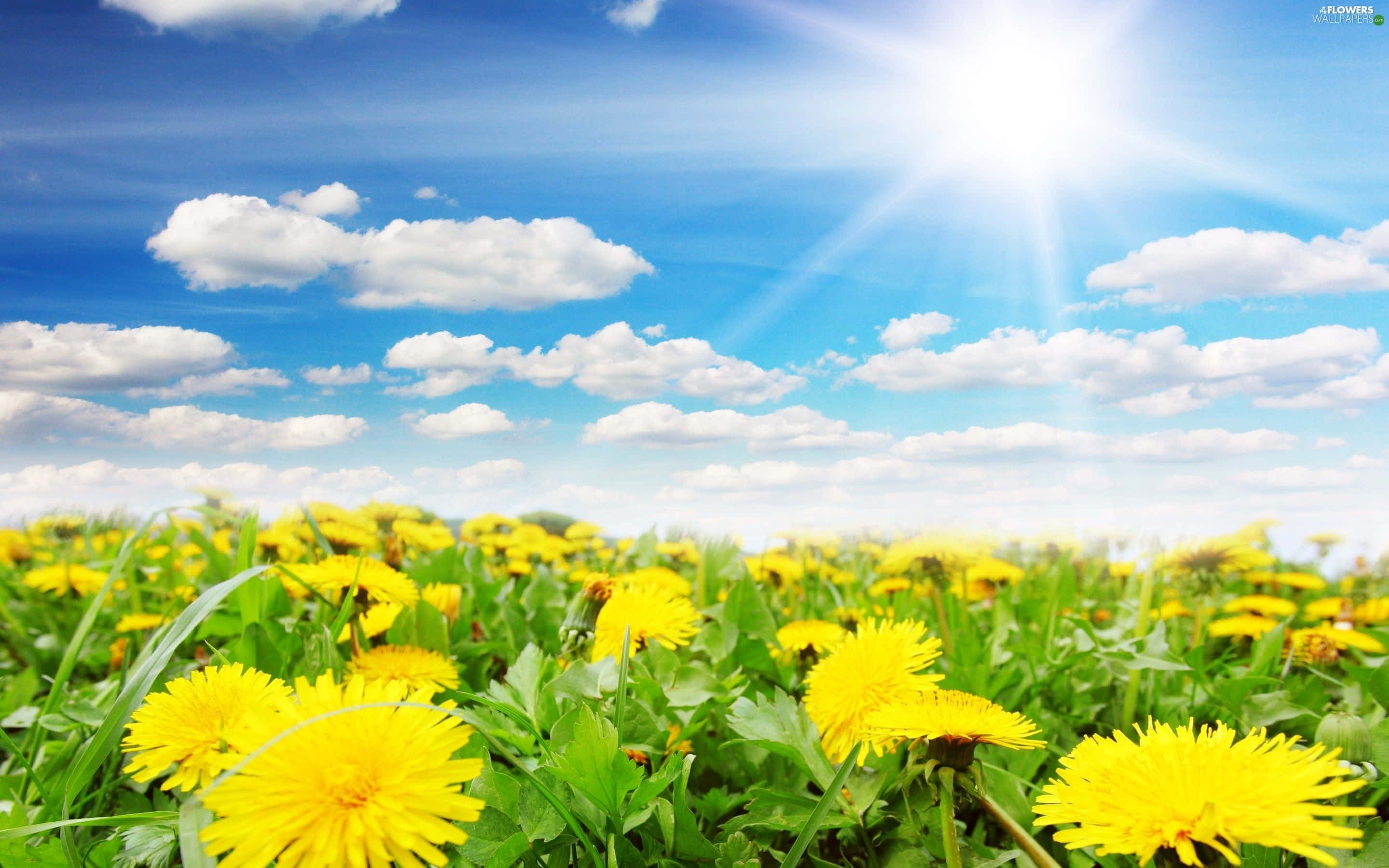 Spring Sky, vibrant yellow dandelions, lush green grass, 2K Desktop Wallpaper