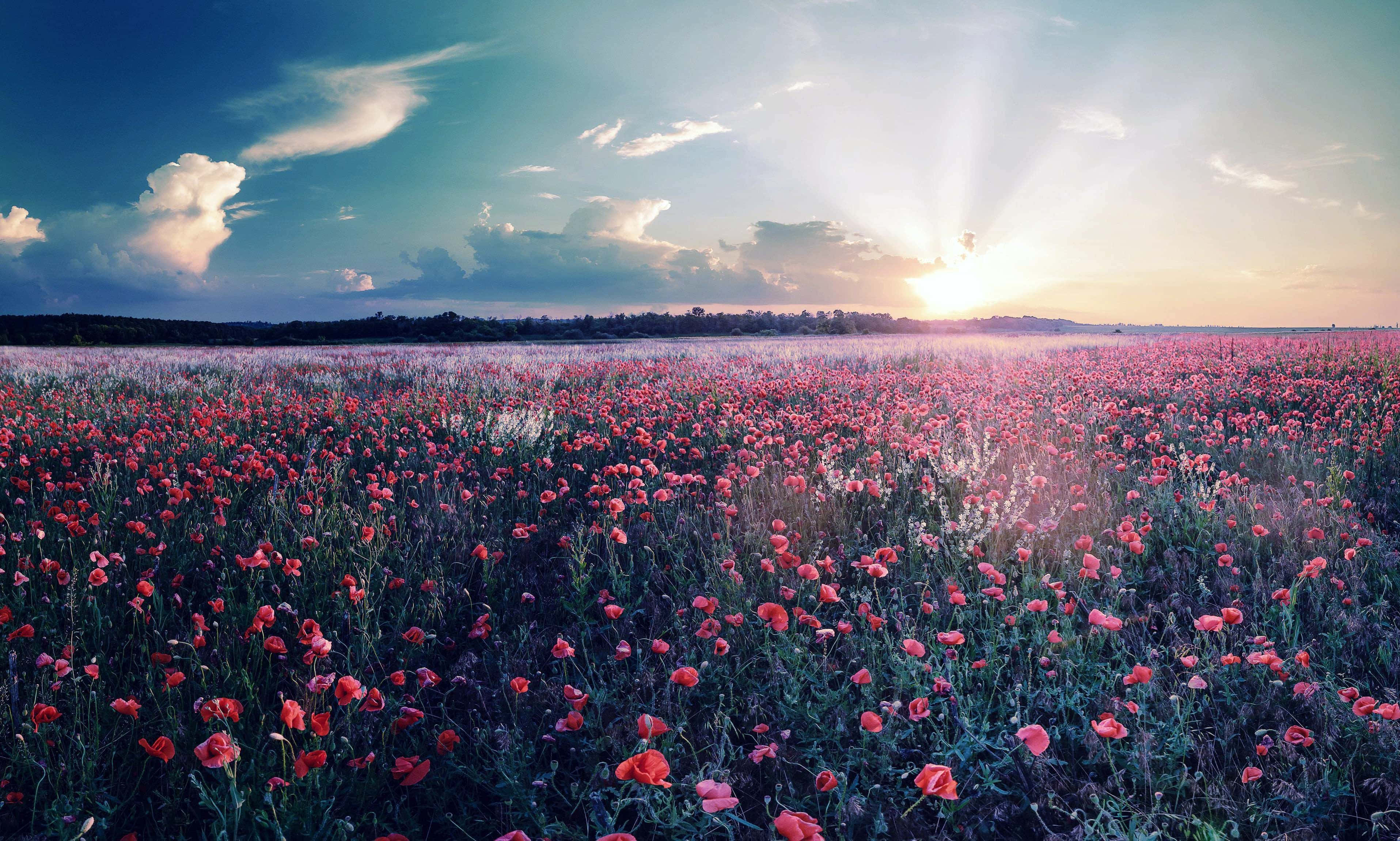Spring Sunrise, red poppies, sunlight, 2K Desktop Wallpaper