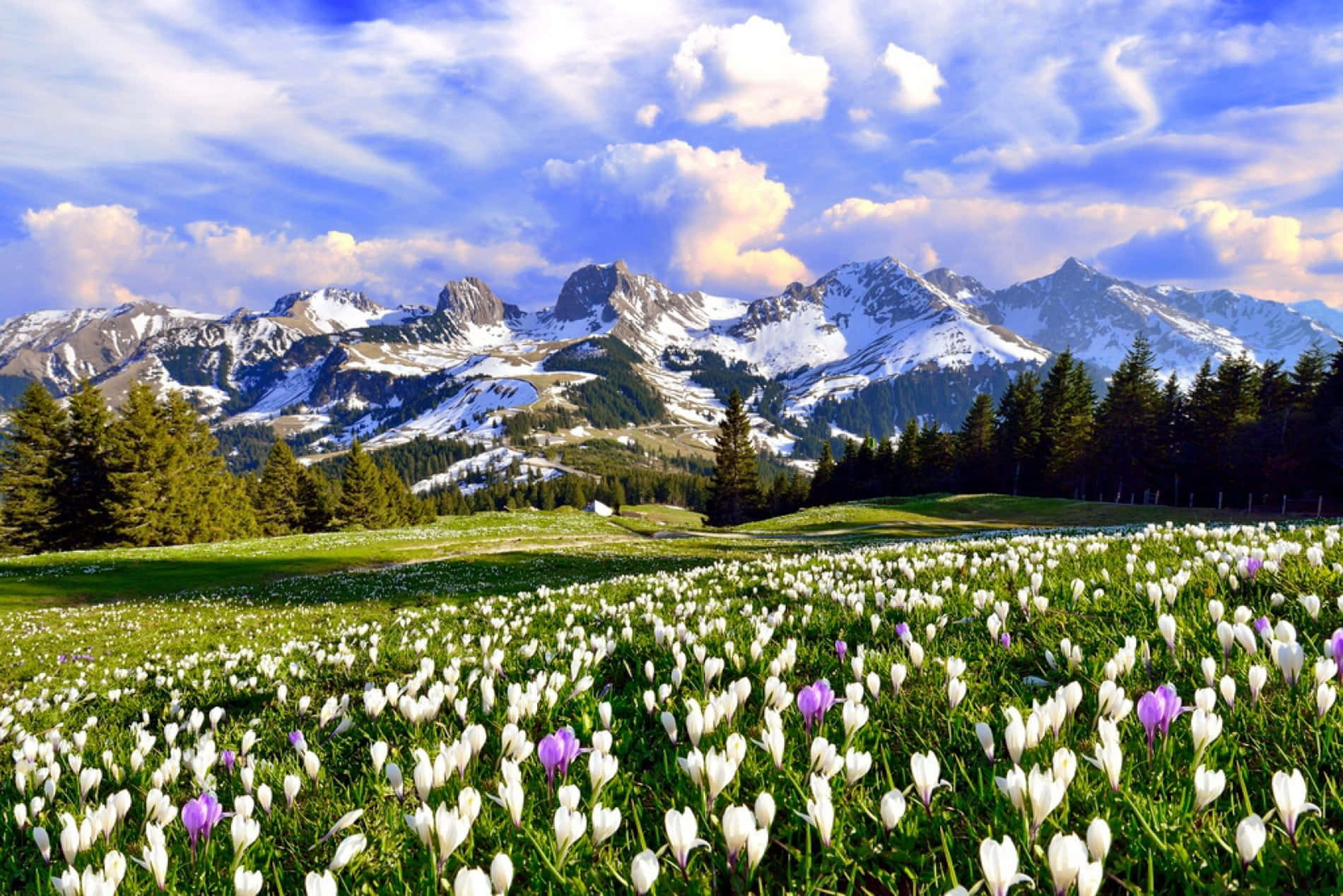 Spring Sky, white crocuses, purple crocuses, HD Desktop Wallpaper