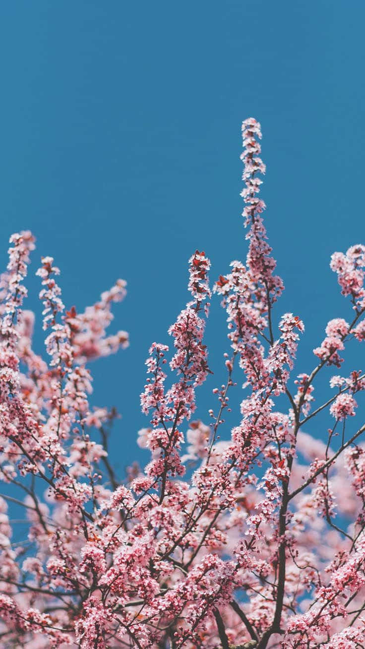 preppy spring blossoms, blue sky, pink cherry blossoms, HD Phone Wallpaper