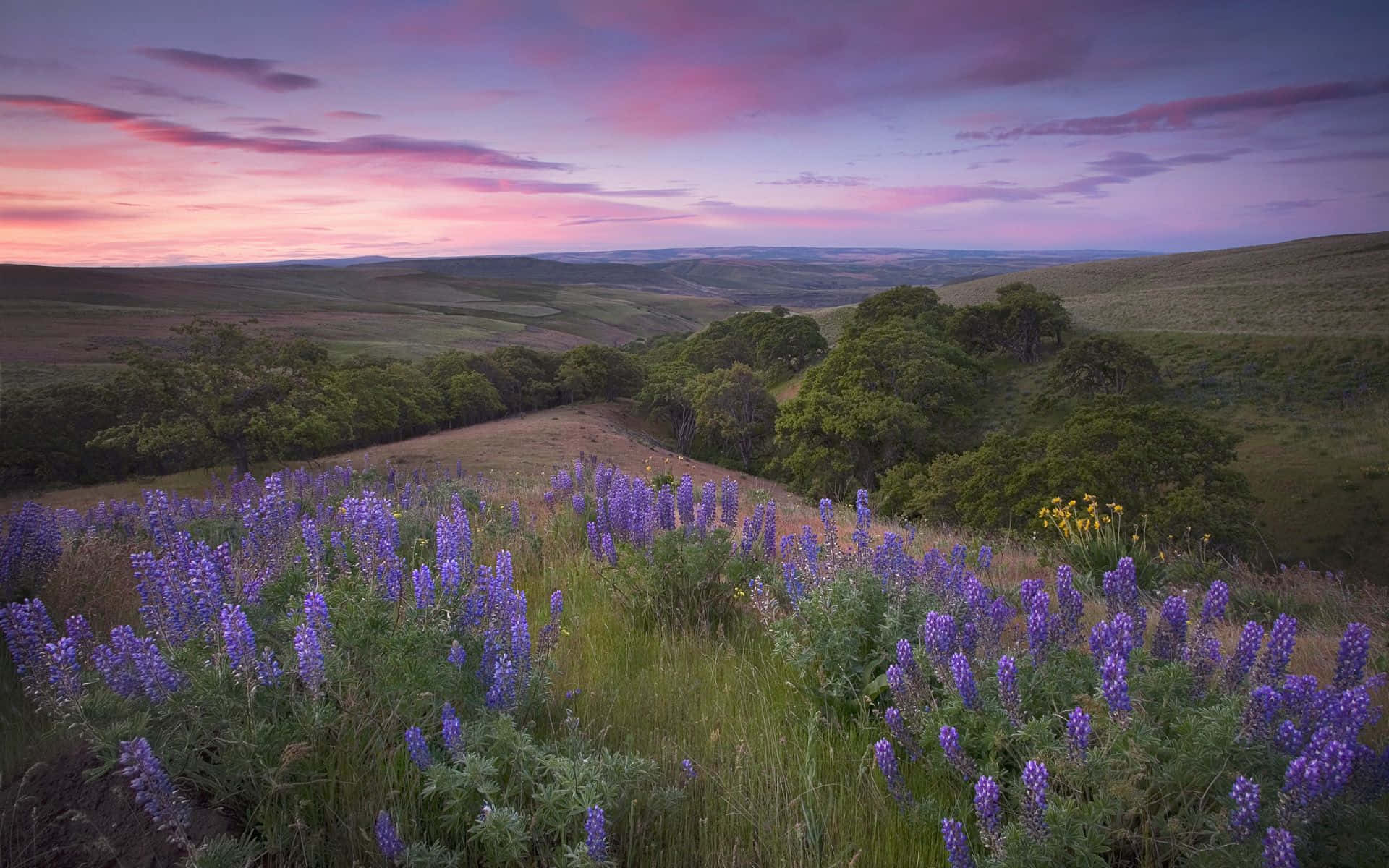 Spring Sunrise, purple lupine flowers, grassy hillside, Full HD Desktop Wallpaper