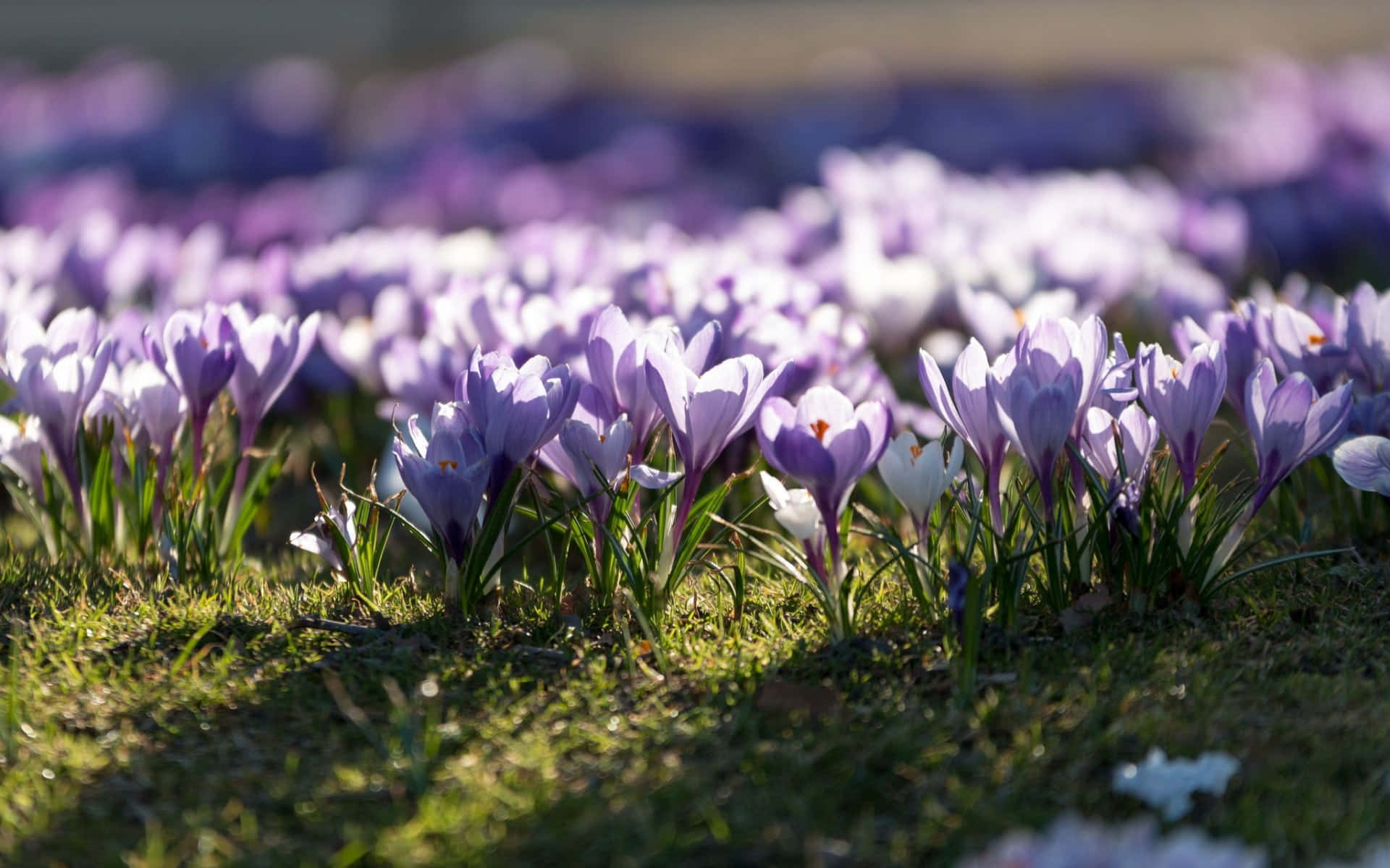 Spring Sunrise, purple crocus flowers, green grass, Full HD Desktop Wallpaper