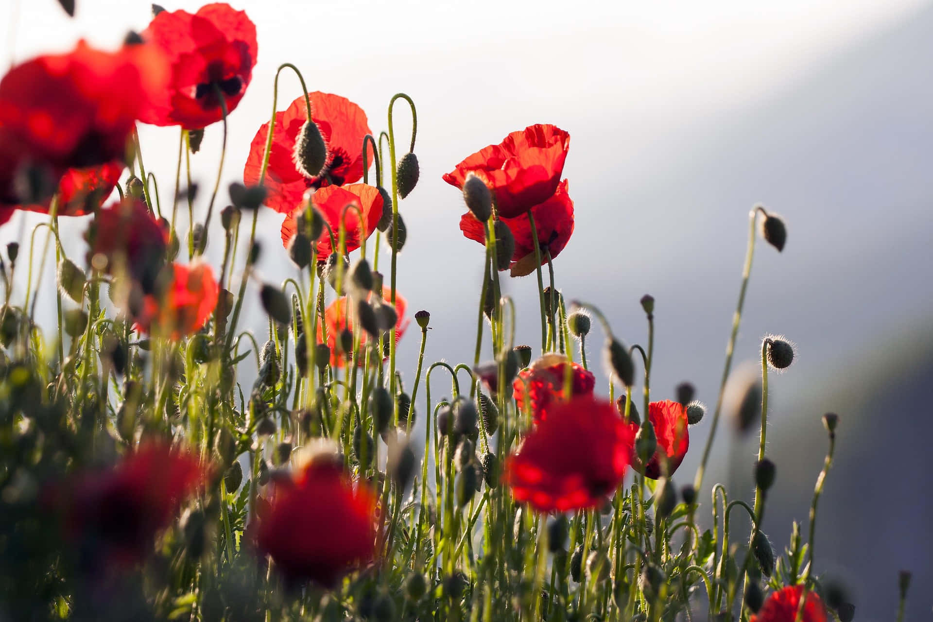 Spring Sunrise, vibrant red poppies, sunlit field, Full HD Desktop Wallpaper