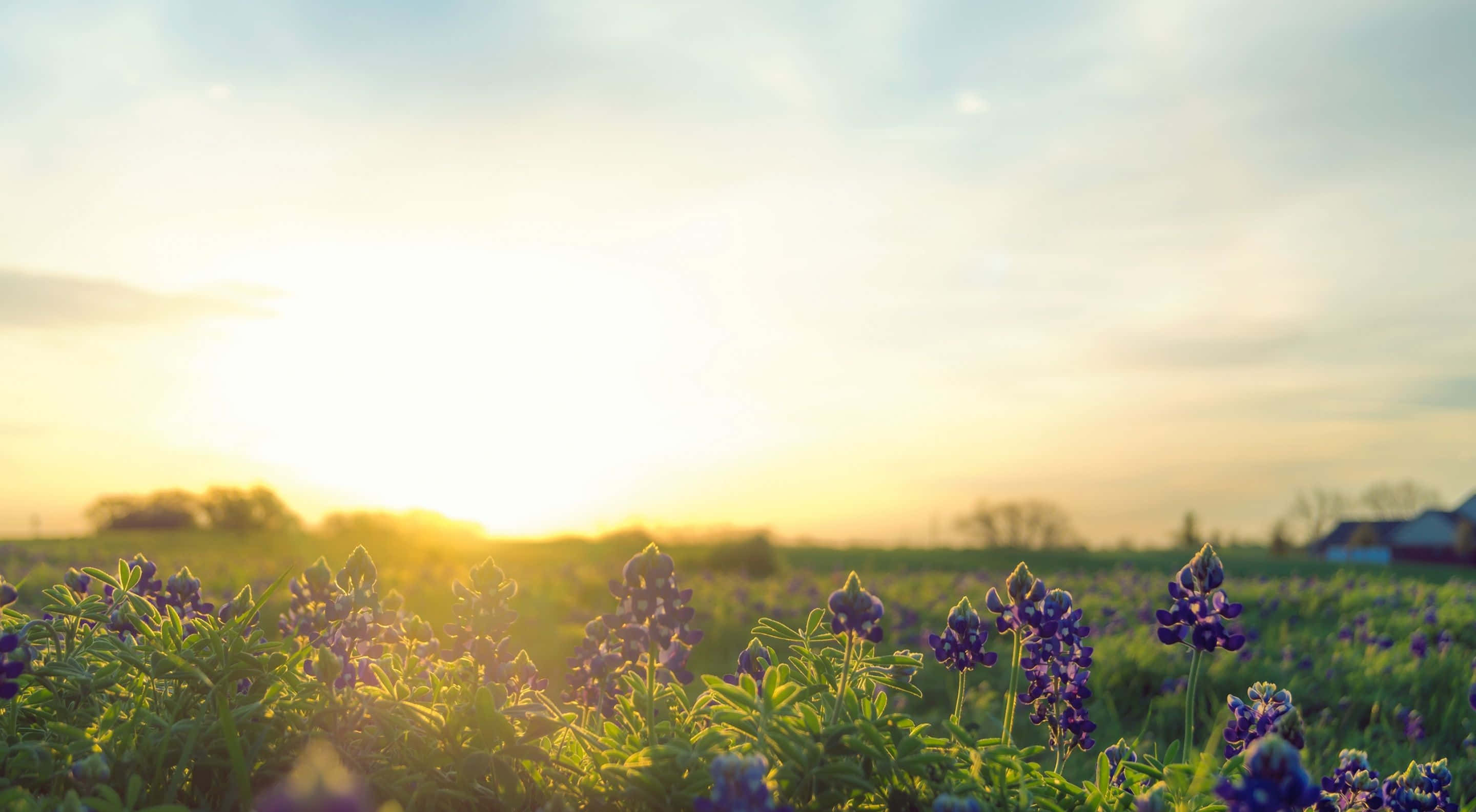 Spring Sunrise, purple lupine flowers, sunlit field, 2K Desktop Wallpaper