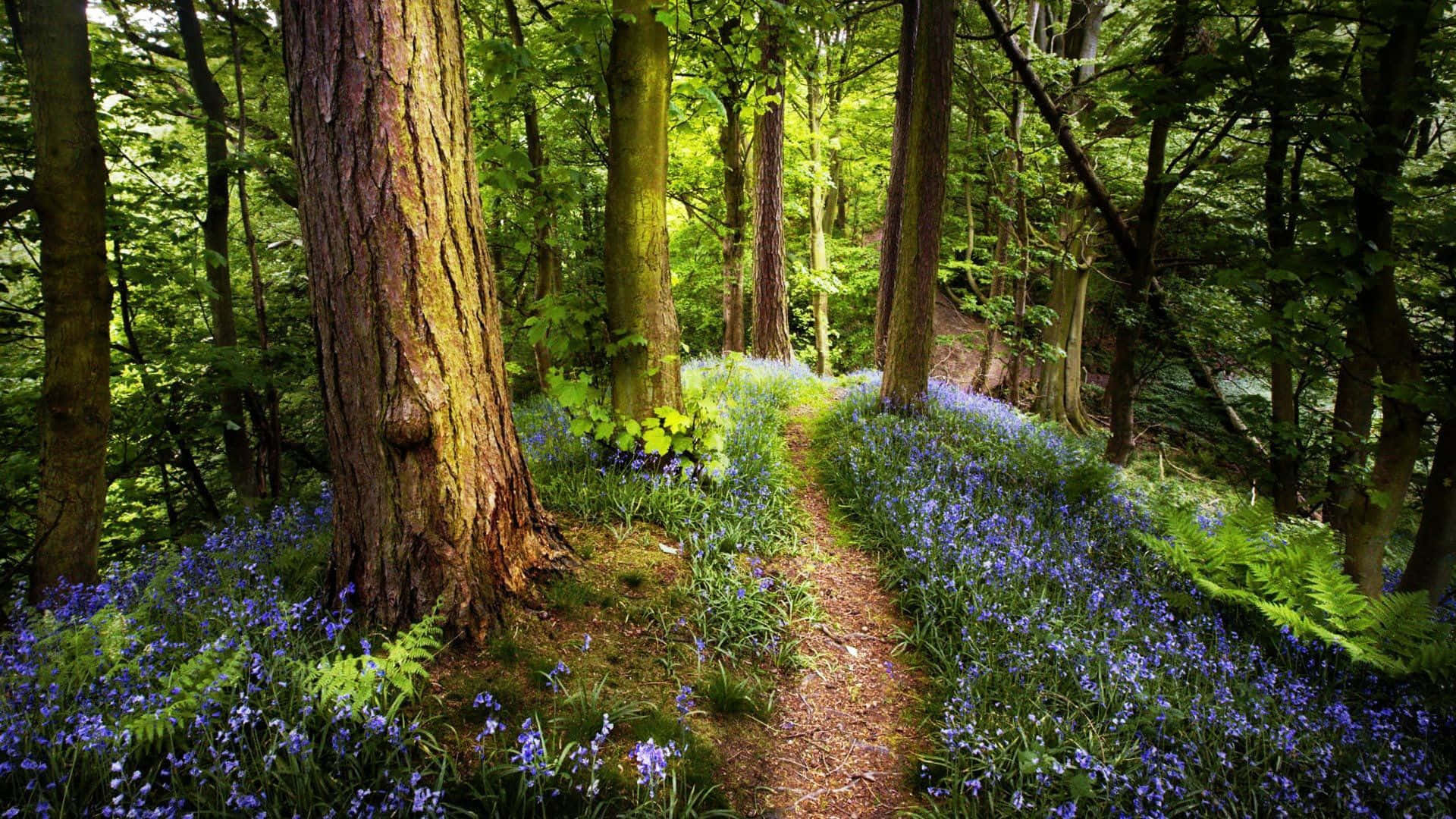 spring sunrise, dirt path, lush green forest, Full HD Desktop Wallpaper