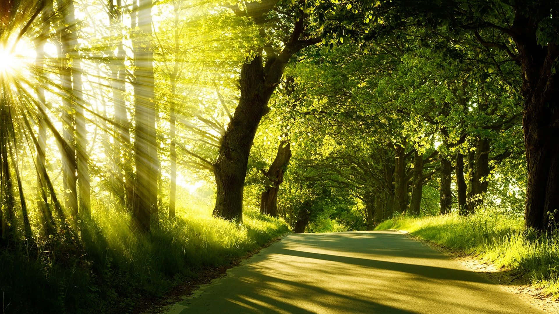Spring Sunrise, 1920 x 1080, lush green trees, Full HD Desktop Wallpaper