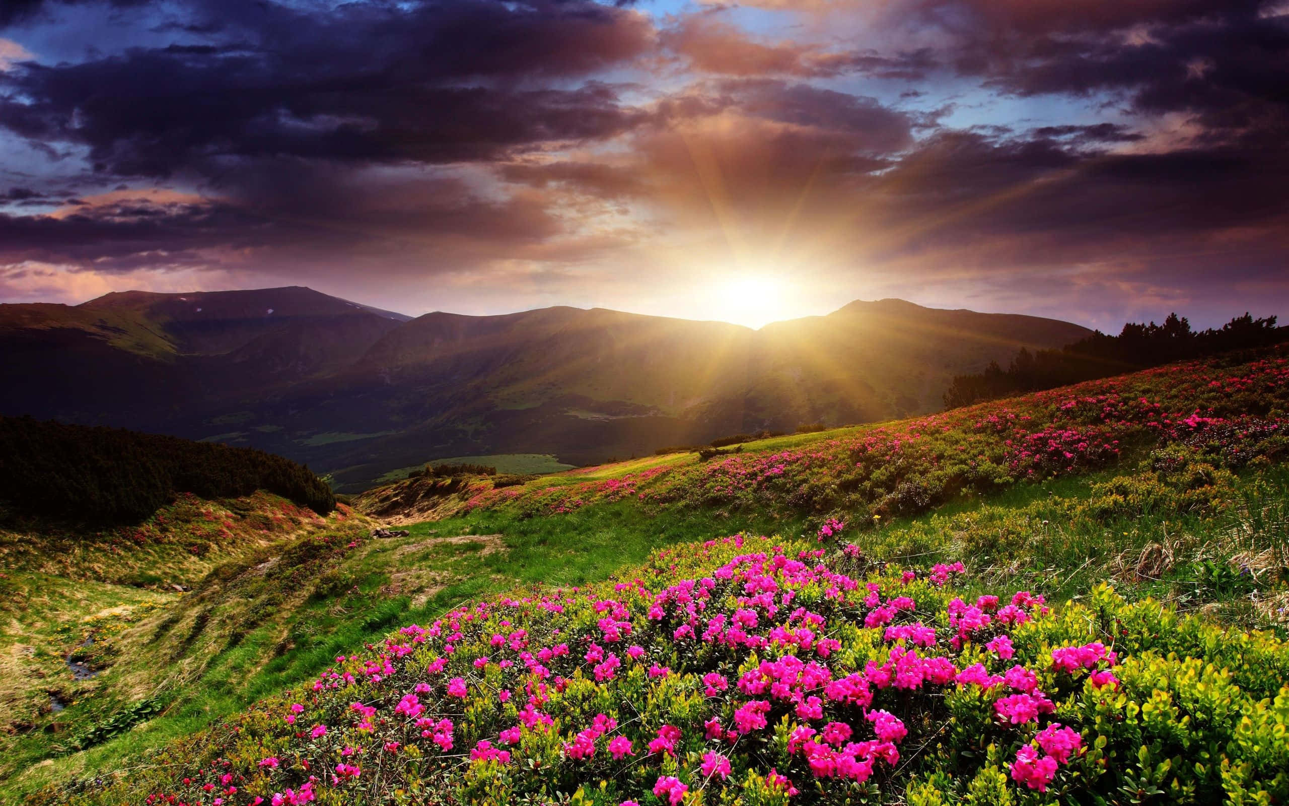 Spring Sunrise, purple clouds, vibrant pink wildflowers, 2K Desktop Wallpaper