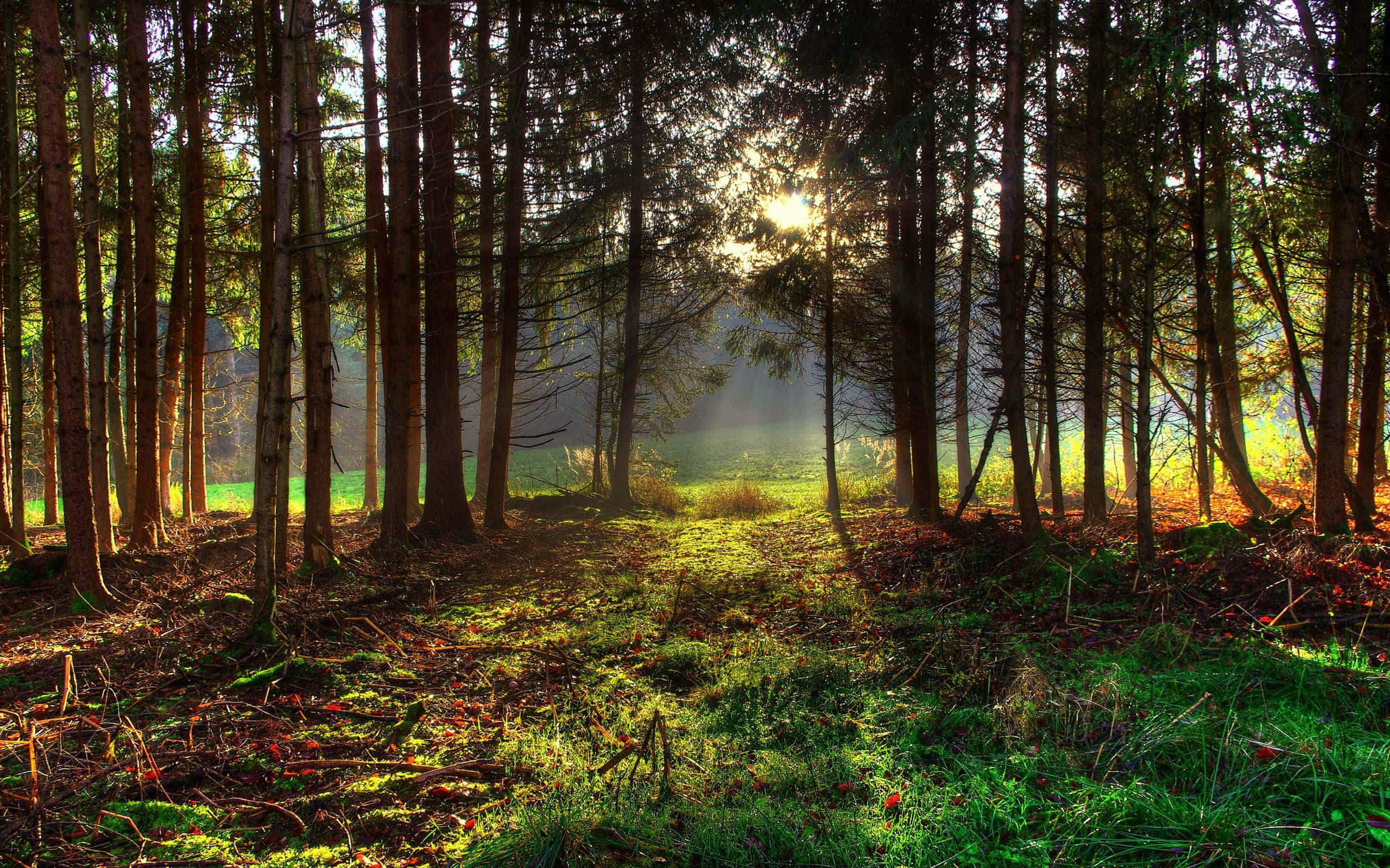 Spring Sunrise, pine trees, mossy forest floor, 2K Desktop Wallpaper