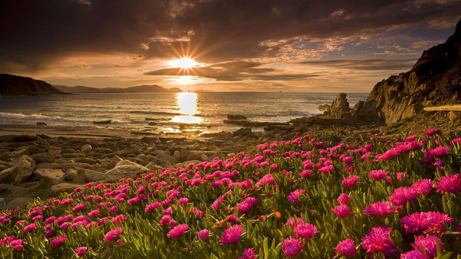 Spring Sunrise, pink flowers, rocky shore, Full HD Desktop Wallpaper