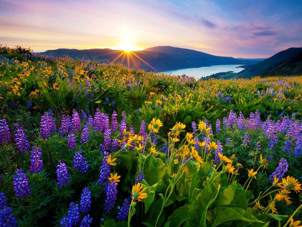 Spring Sunrise, golden light, vibrant field of purple lupines, SD Desktop Wallpaper