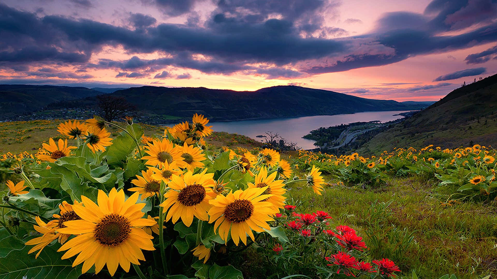 Spring Sunrise, sunflowers, purple and orange sunset, Full HD Desktop Wallpaper