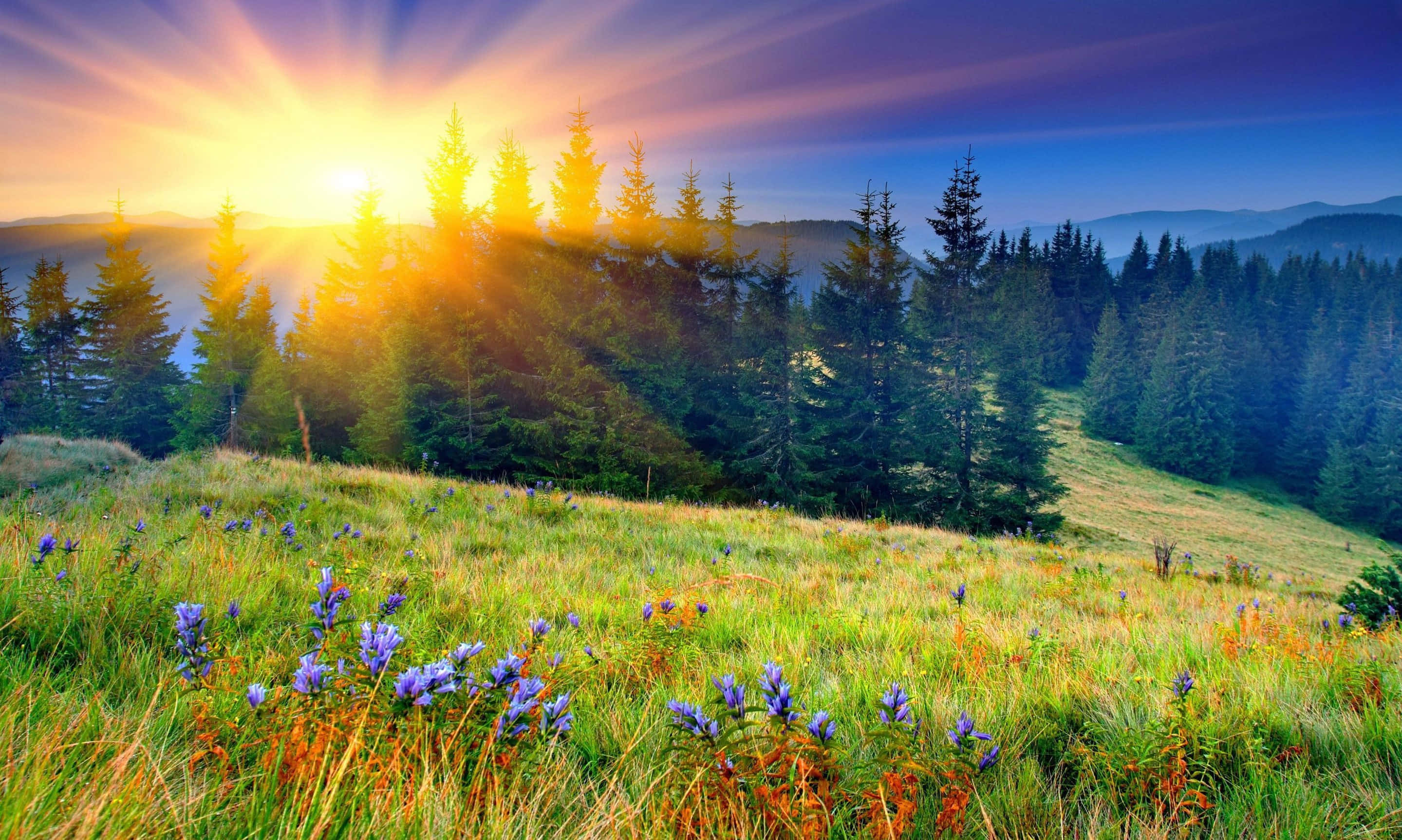 Spring Sunrise, pine trees, meadow of purple flowers, 2K Desktop Wallpaper