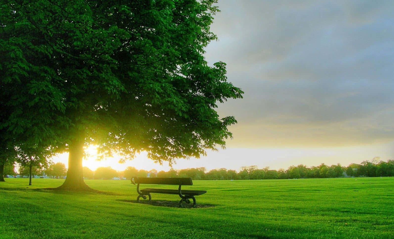 Spring Sunrise, wooden bench, lush green tree, HD Desktop Wallpaper