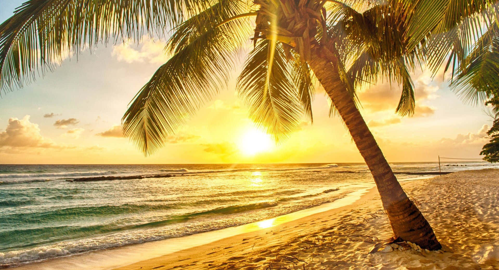 spring sunrise, golden sunset, leaning palm tree, HD Desktop Wallpaper