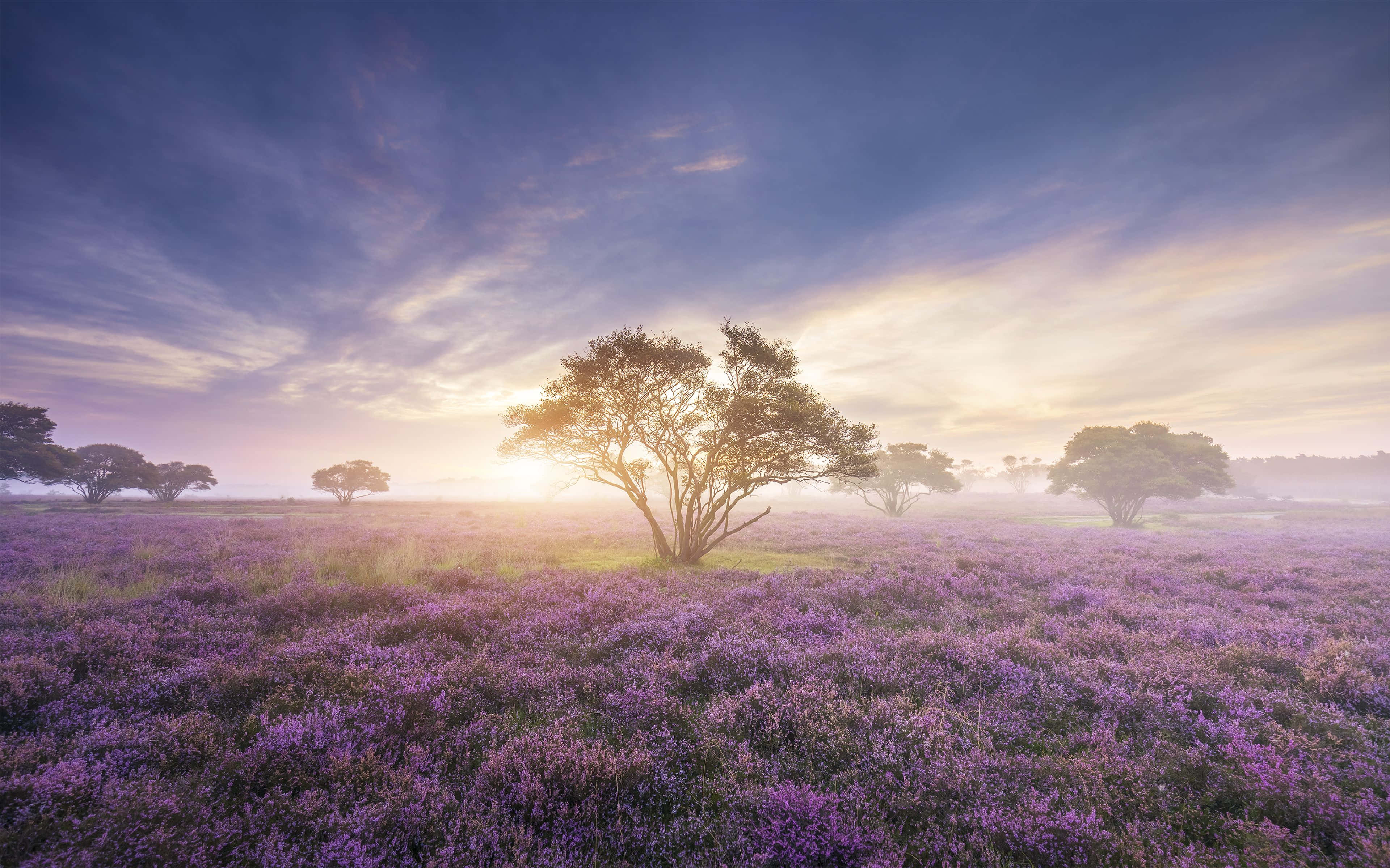 Spring Sunrise, purple heather, misty field, 4K Desktop Wallpaper