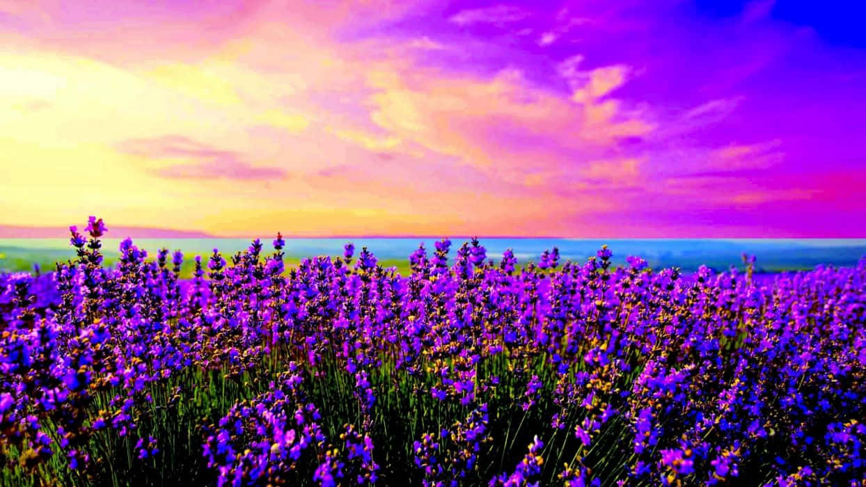 Spring Sunrise, vibrant purple lavender field, surreal pink yellow and blue sunset sky, SD Desktop Wallpaper