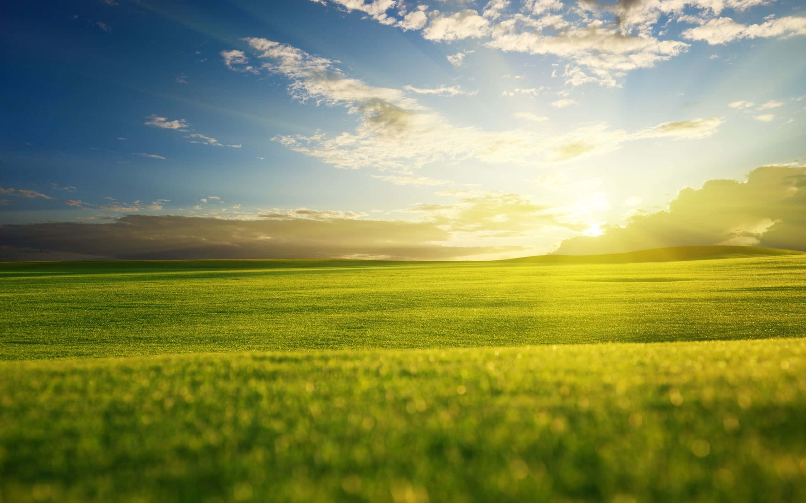 Spring Sunrise, emerald grass field, golden hour, 2K Desktop Wallpaper