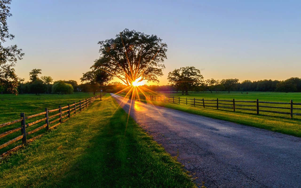 Spring Sunrise, sunset, lone tree, HD Desktop Wallpaper