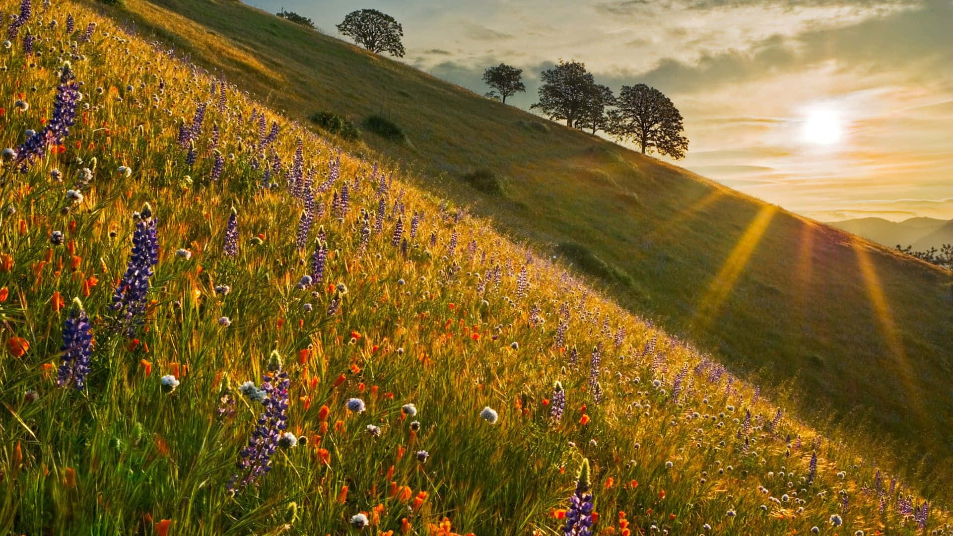 Spring Sunrise, golden sunlight, sloping meadow, Full HD Desktop Wallpaper