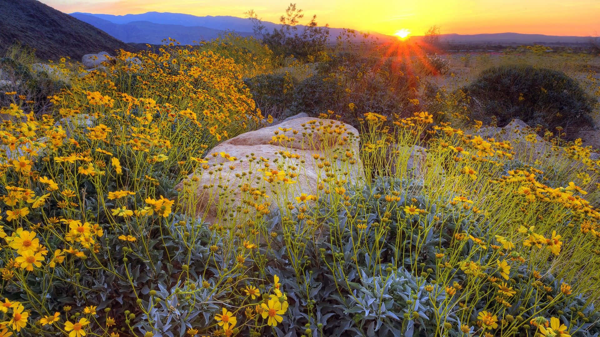 Golden Spring Sunrise, grove of trees, boulder, Full HD Desktop Wallpaper