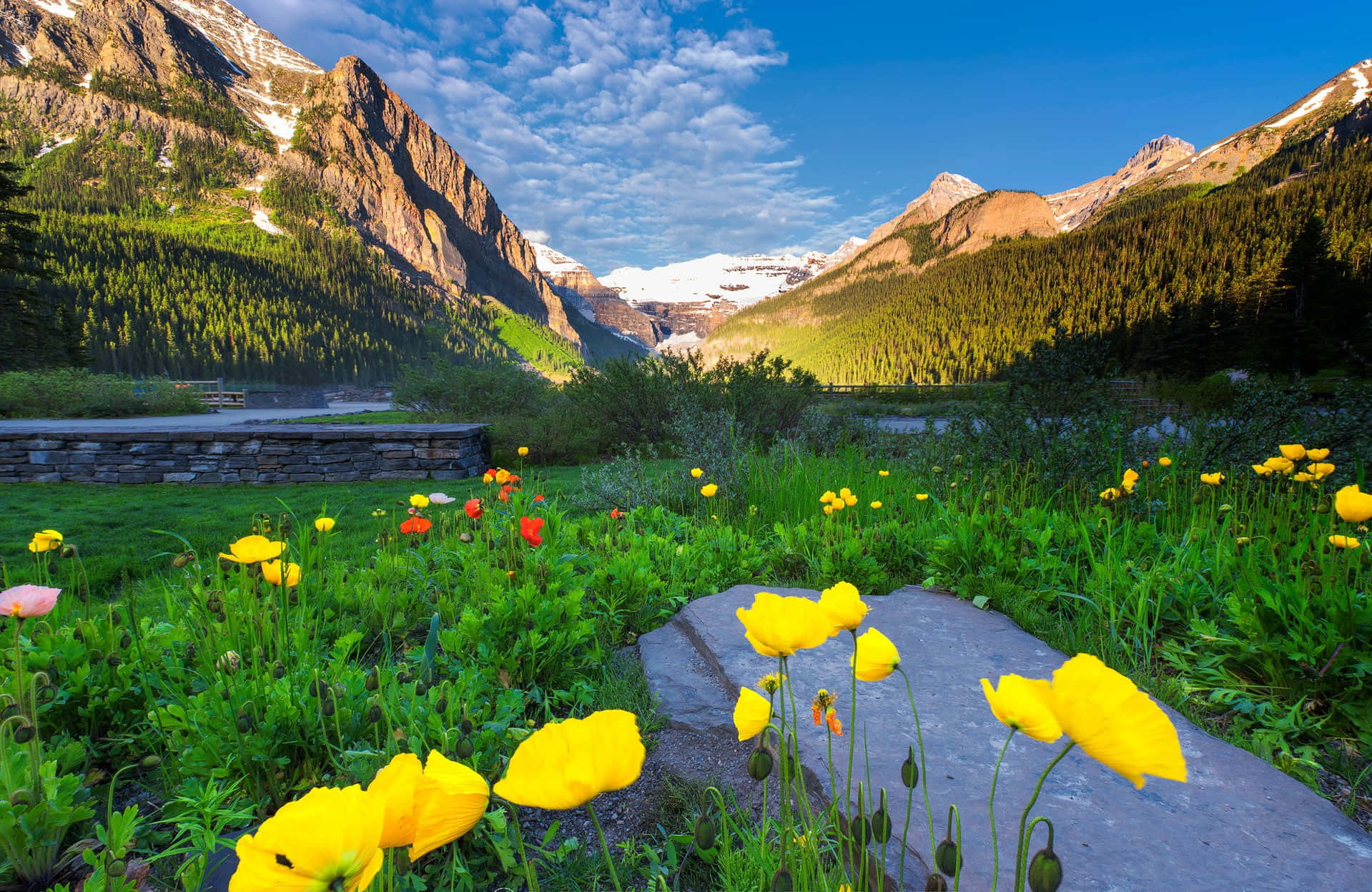spring sunrise, yellow poppies, snow-capped mountains, HD Desktop Wallpaper