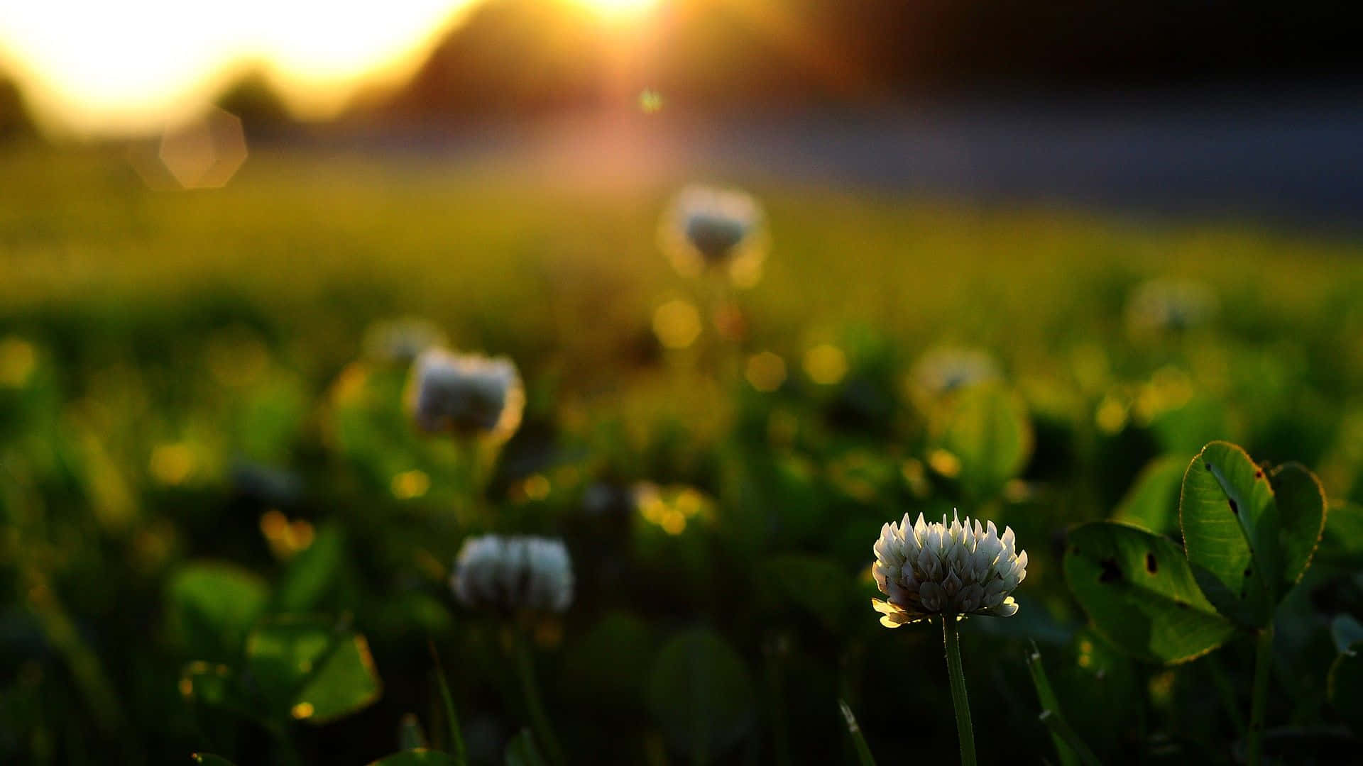 Spring Sunrise, white clover blossoms, golden sunset light, Full HD Desktop Wallpaper