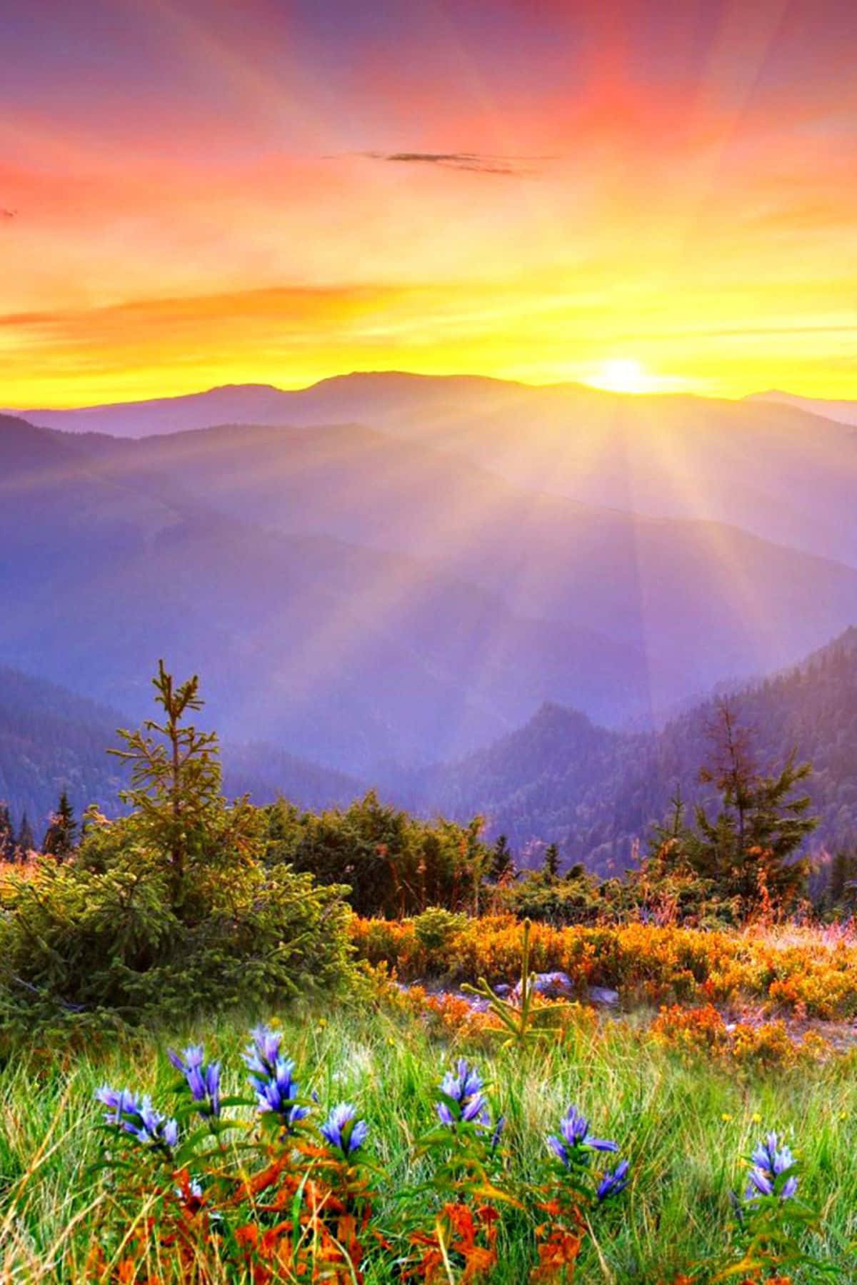 morning flower field, sunburst rays, layered mountain peaks, HD Phone Wallpaper