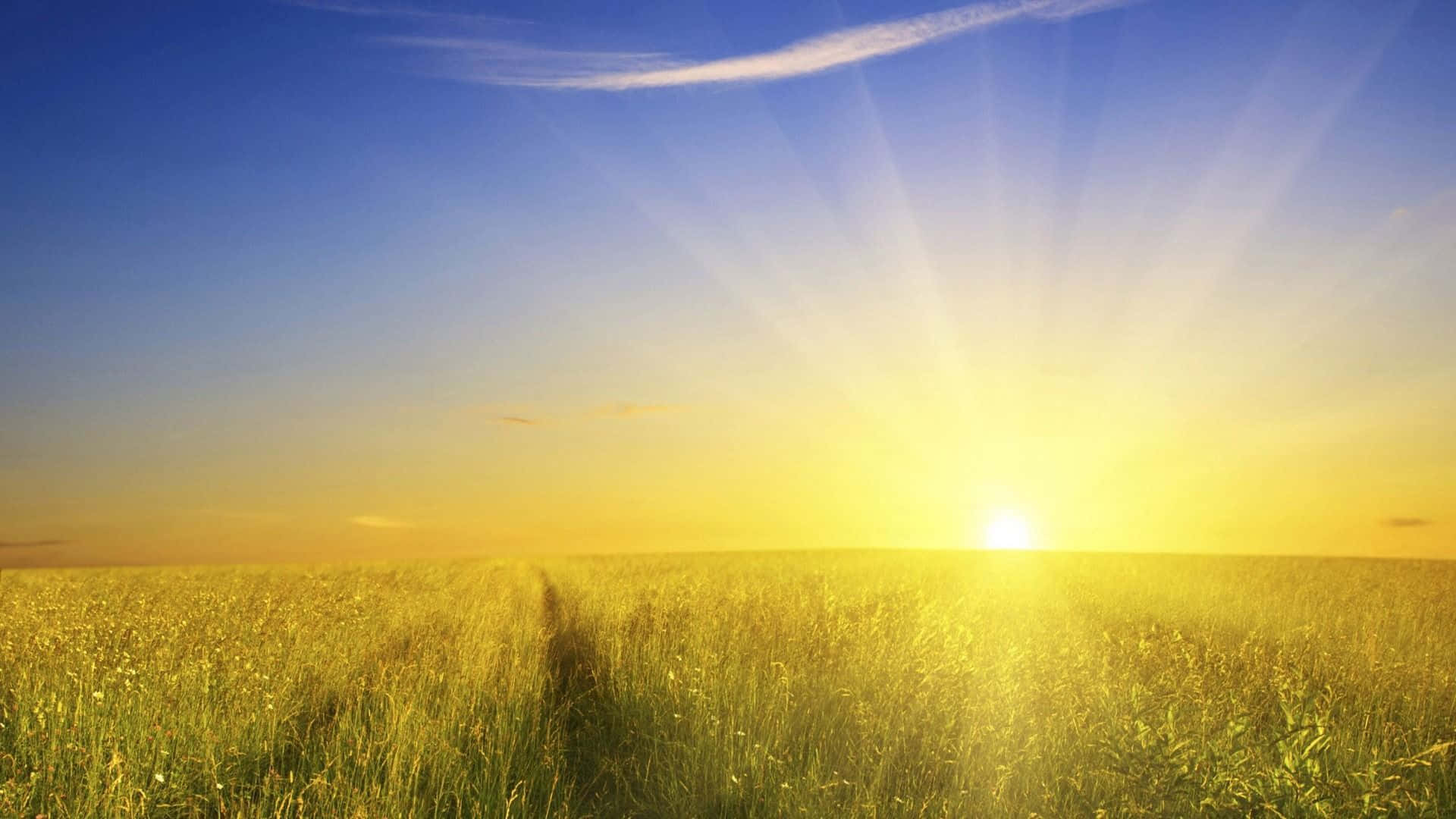 Golden sunburst, grassy field, clear blue sky, Full HD Desktop Wallpaper