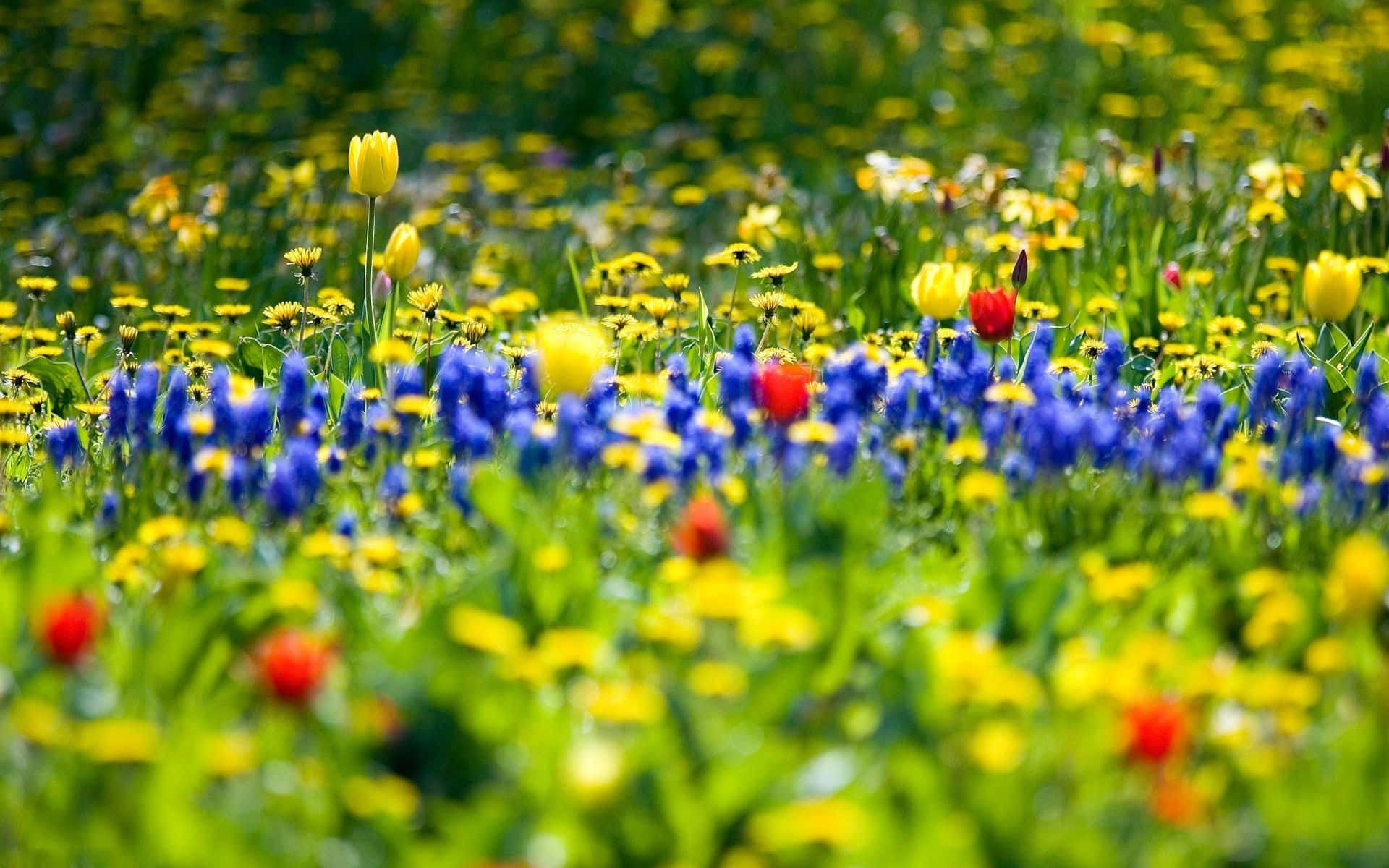 spring meadow, sunrise, blue purple yellow and red wildflowers, Full HD Desktop Wallpaper