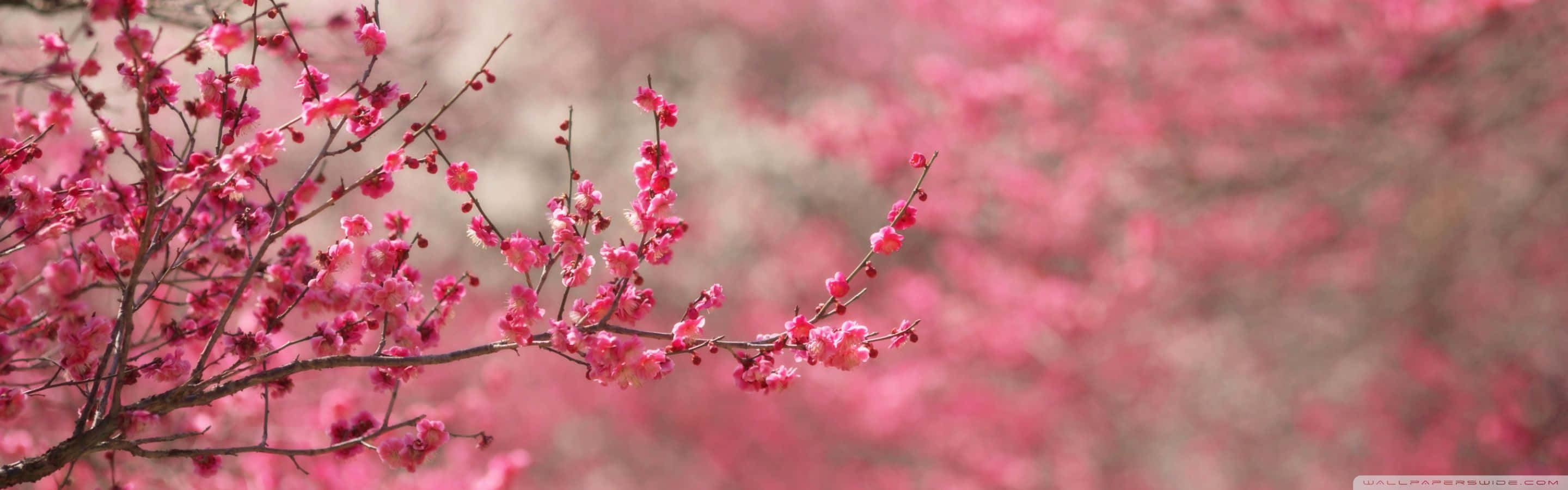 Spring, sunrise, dual screen setup, 2K Desktop Wallpaper