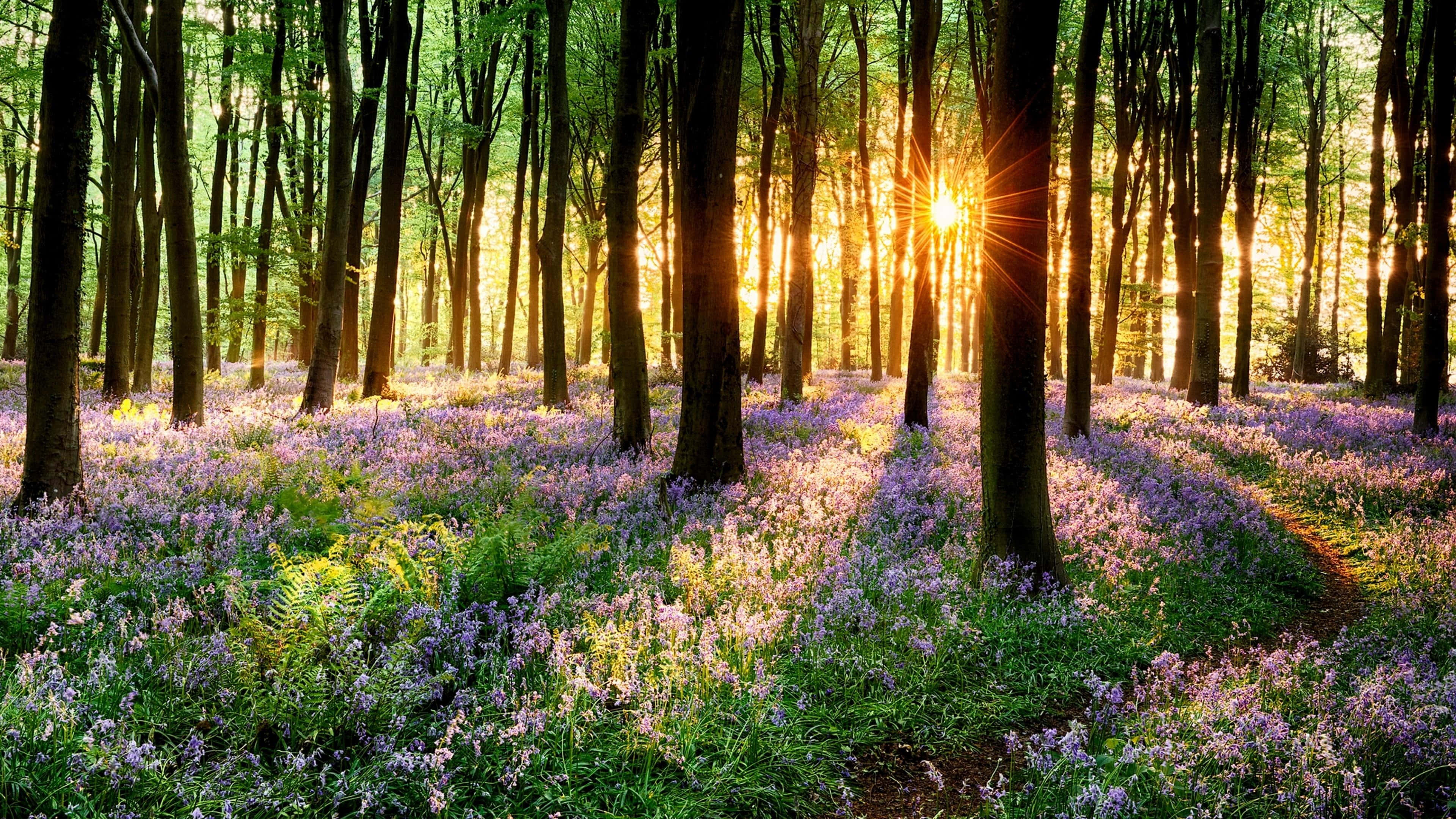 Spring Sunset, purple flowers, serene forest, 4K Desktop Wallpaper
