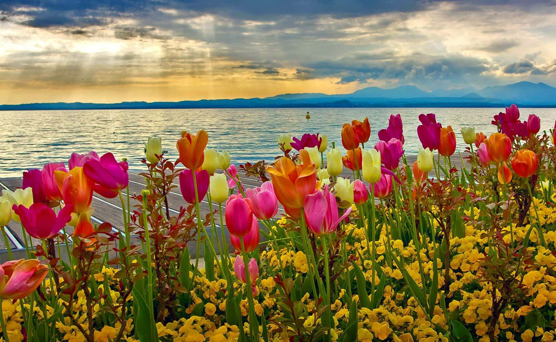 Spring Sunset, golden Spring Sunset, lush field, Full HD Desktop Wallpaper