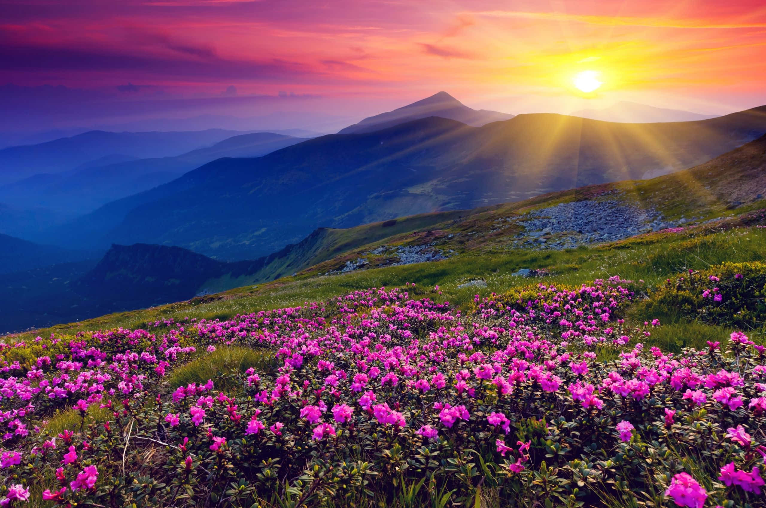 Spring Sunset, blossoming field, mountain ridge, 2K Desktop Wallpaper