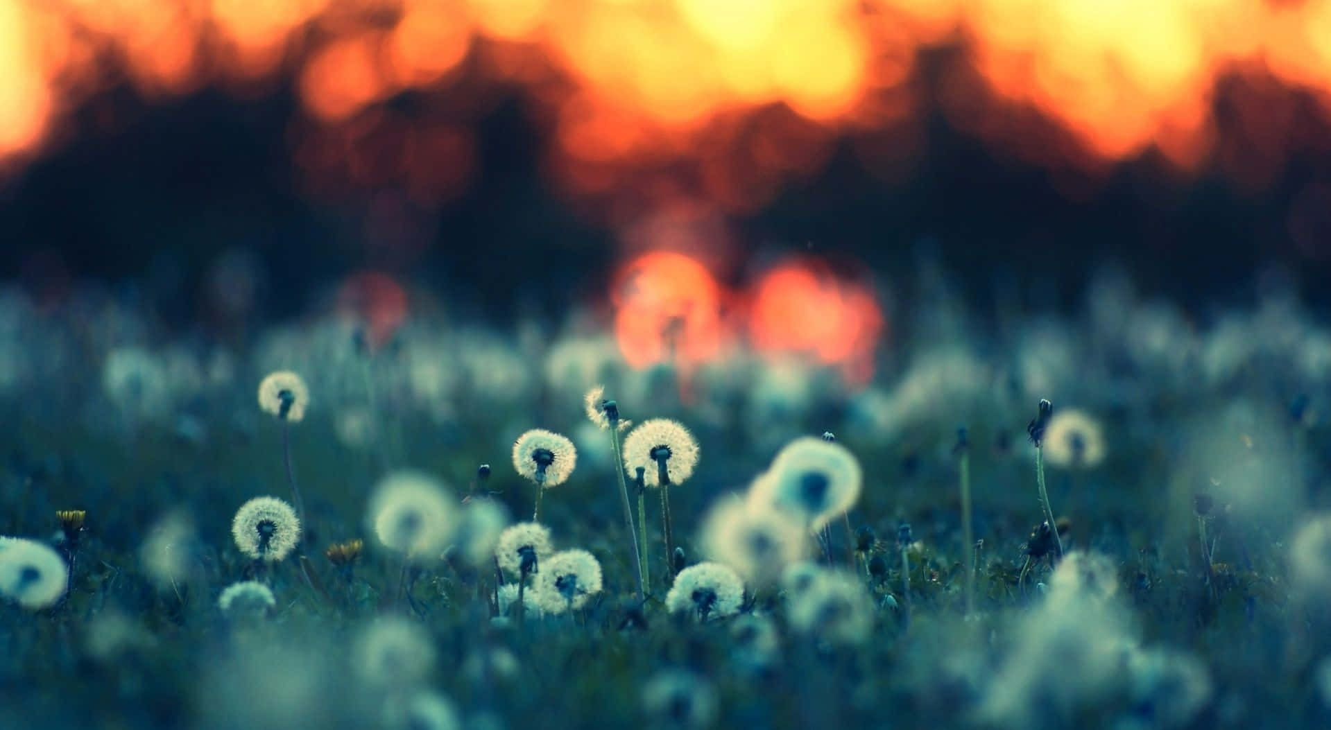 Spring Sunset, dandelion fluff, warm sunset hues, HD Desktop Wallpaper