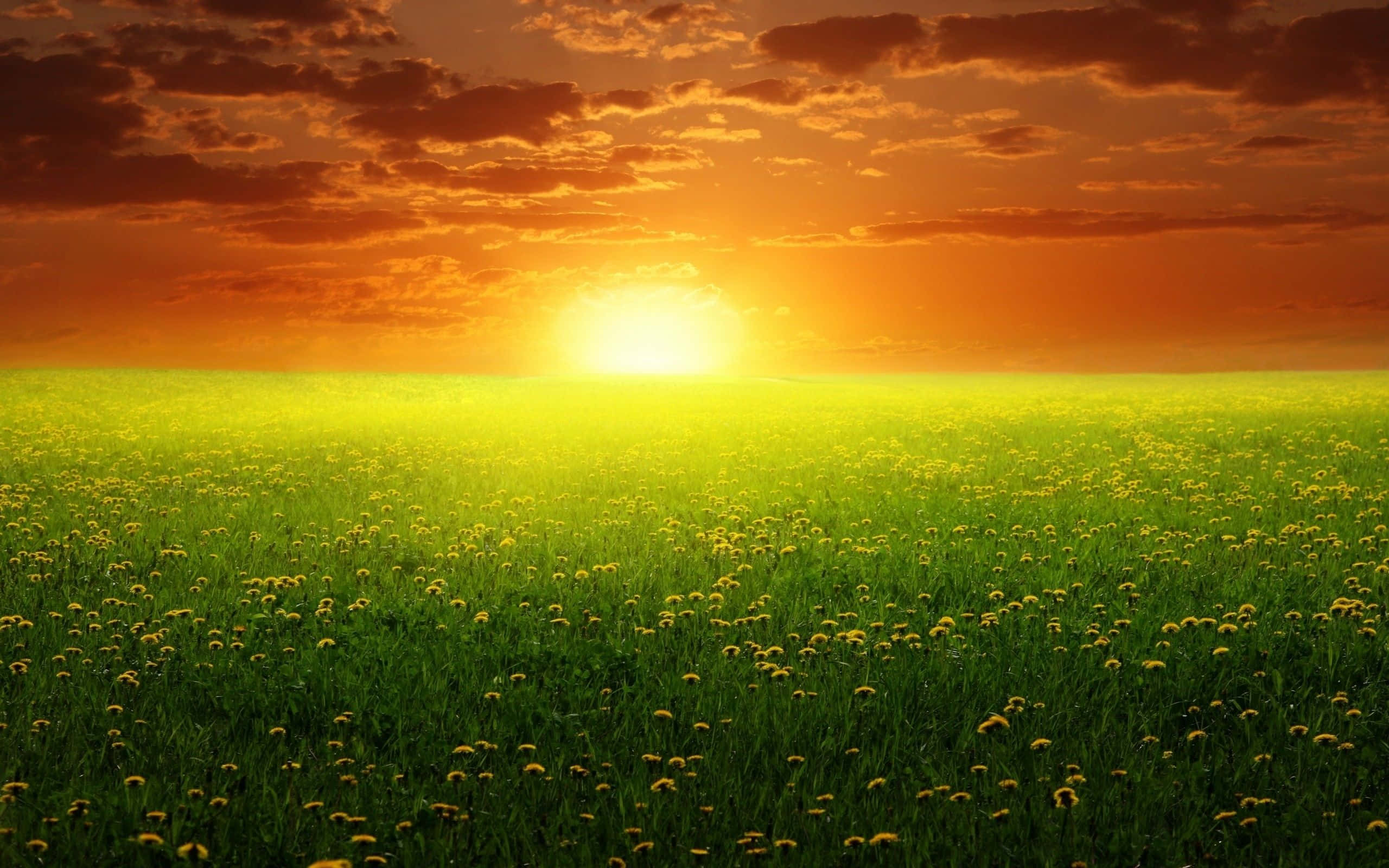 Spring Sunset, vast field of green grass, yellow dandelions, 2K Desktop Wallpaper