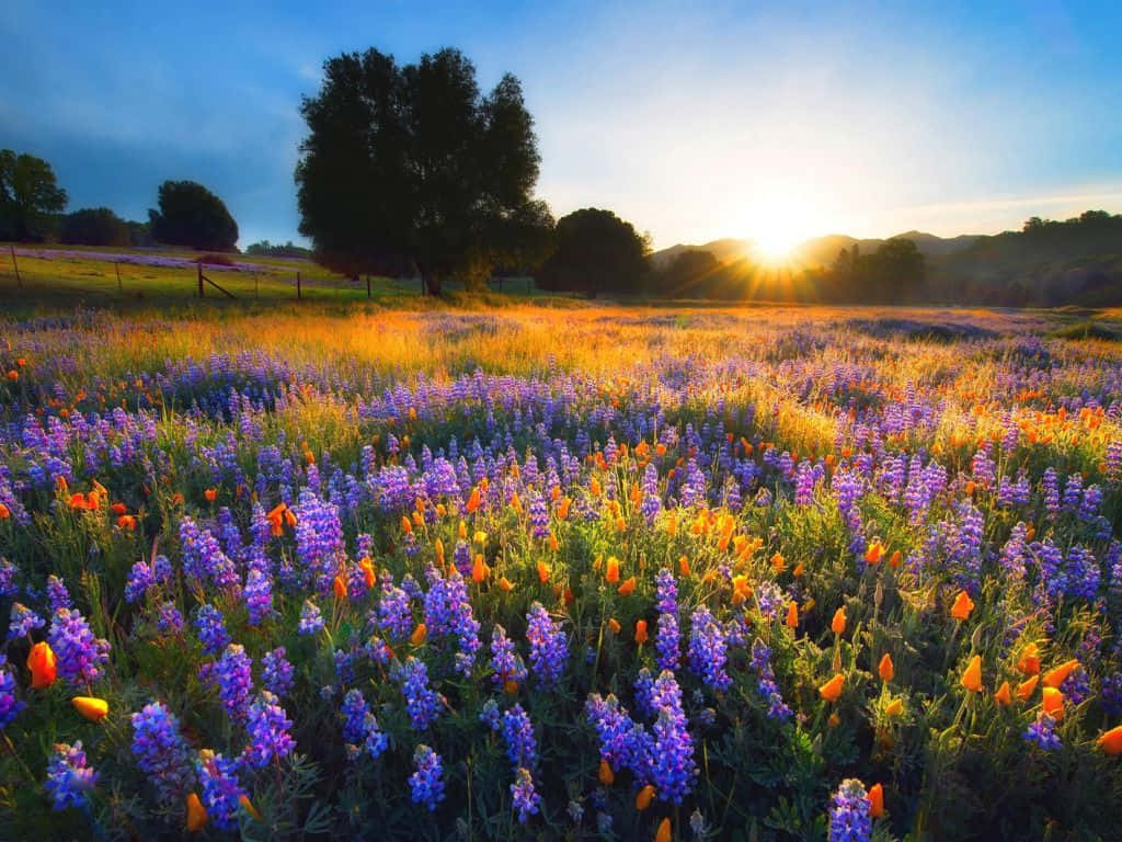 Spring Sunset, purple and orange wildflowers, golden light, SD Desktop Wallpaper