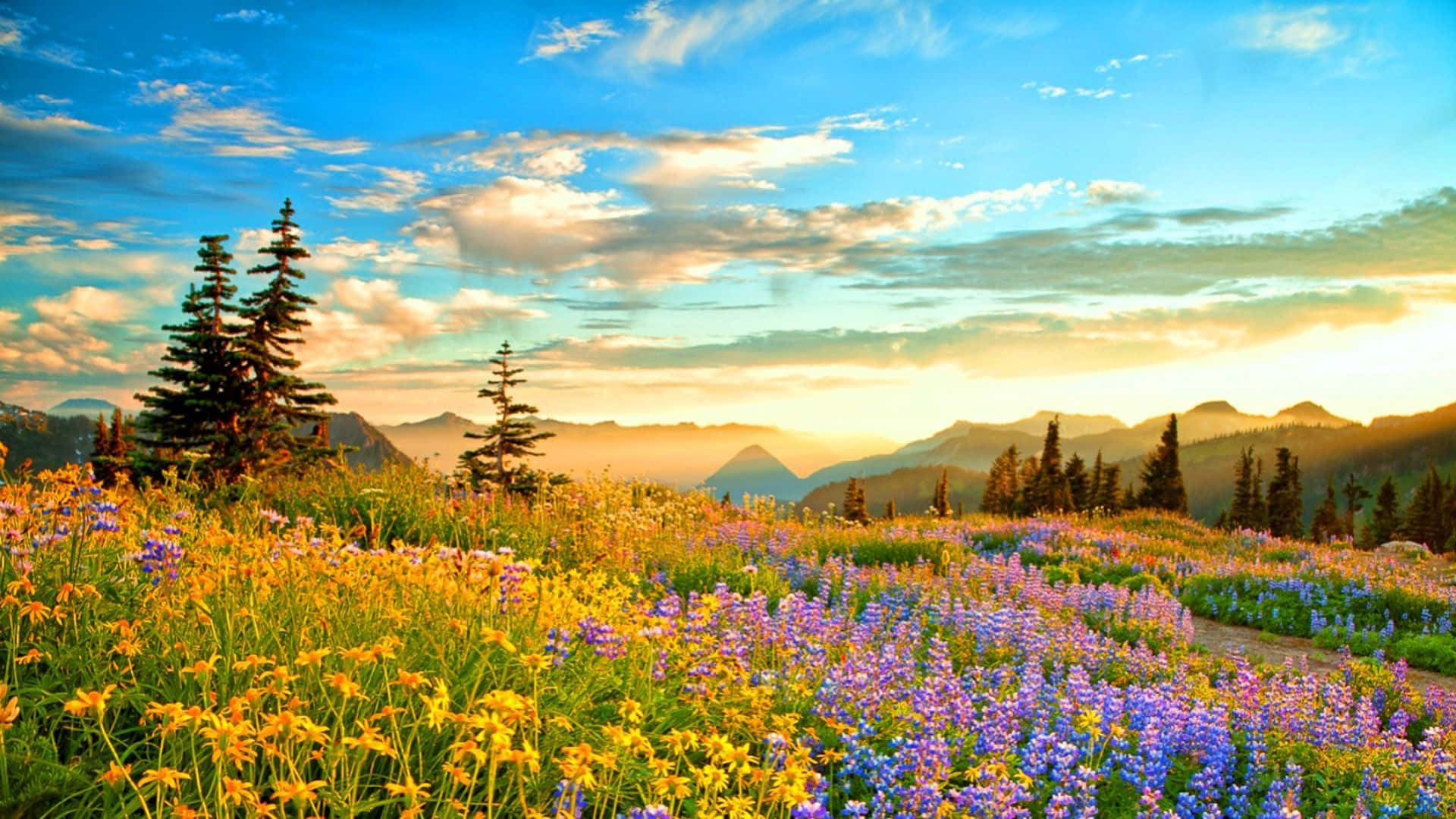 Spring Sunset, yellow and purple wildflowers, golden sunset sky, Full HD Desktop Wallpaper