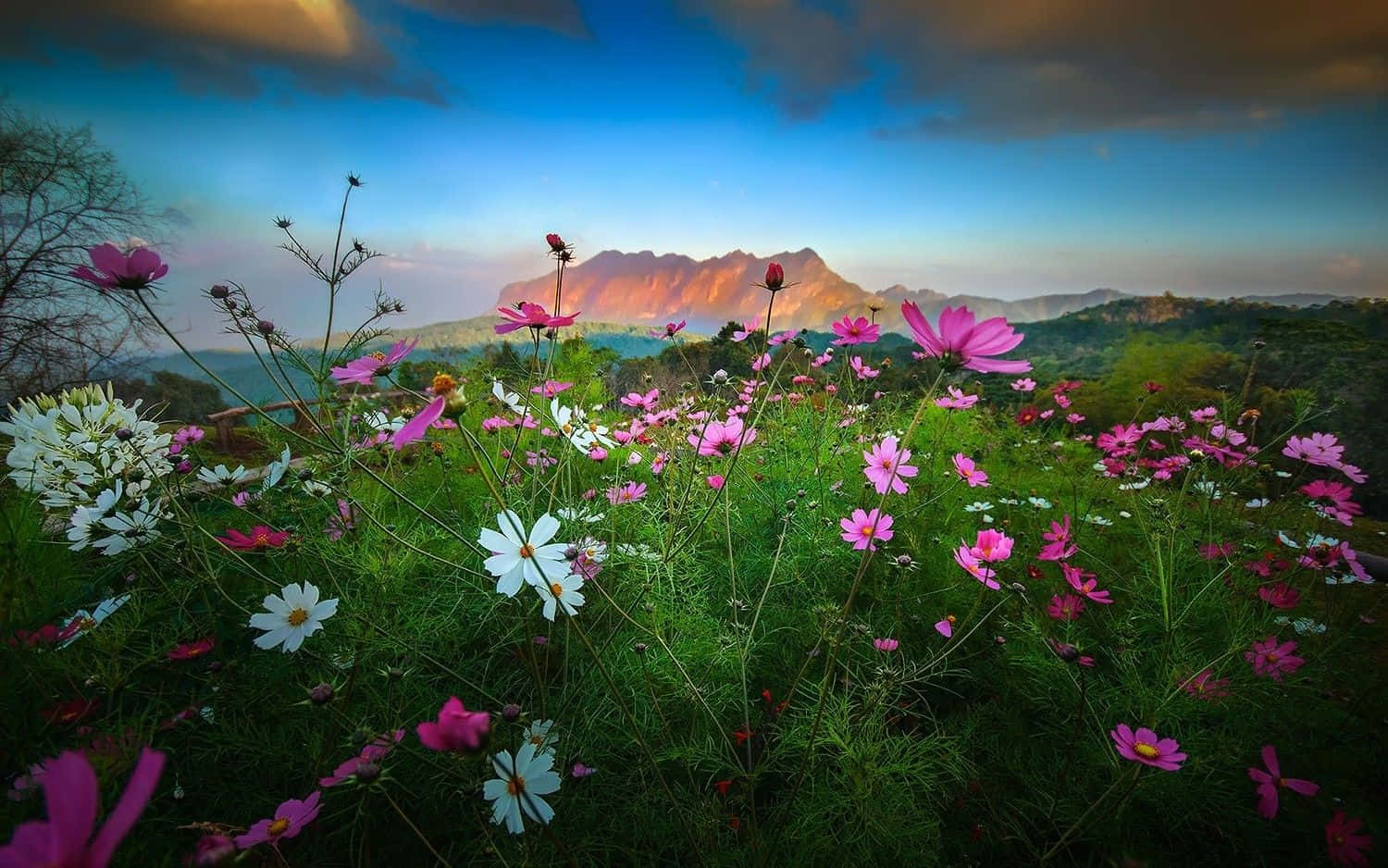 Spring Sunset, pink, white, HD Desktop Wallpaper
