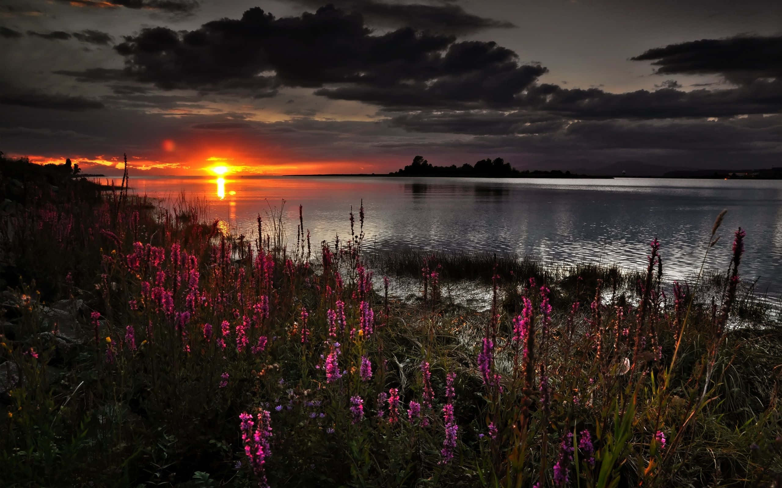 Spring Sunset, vibrant purple wildflowers, dusk, 2K Desktop Wallpaper