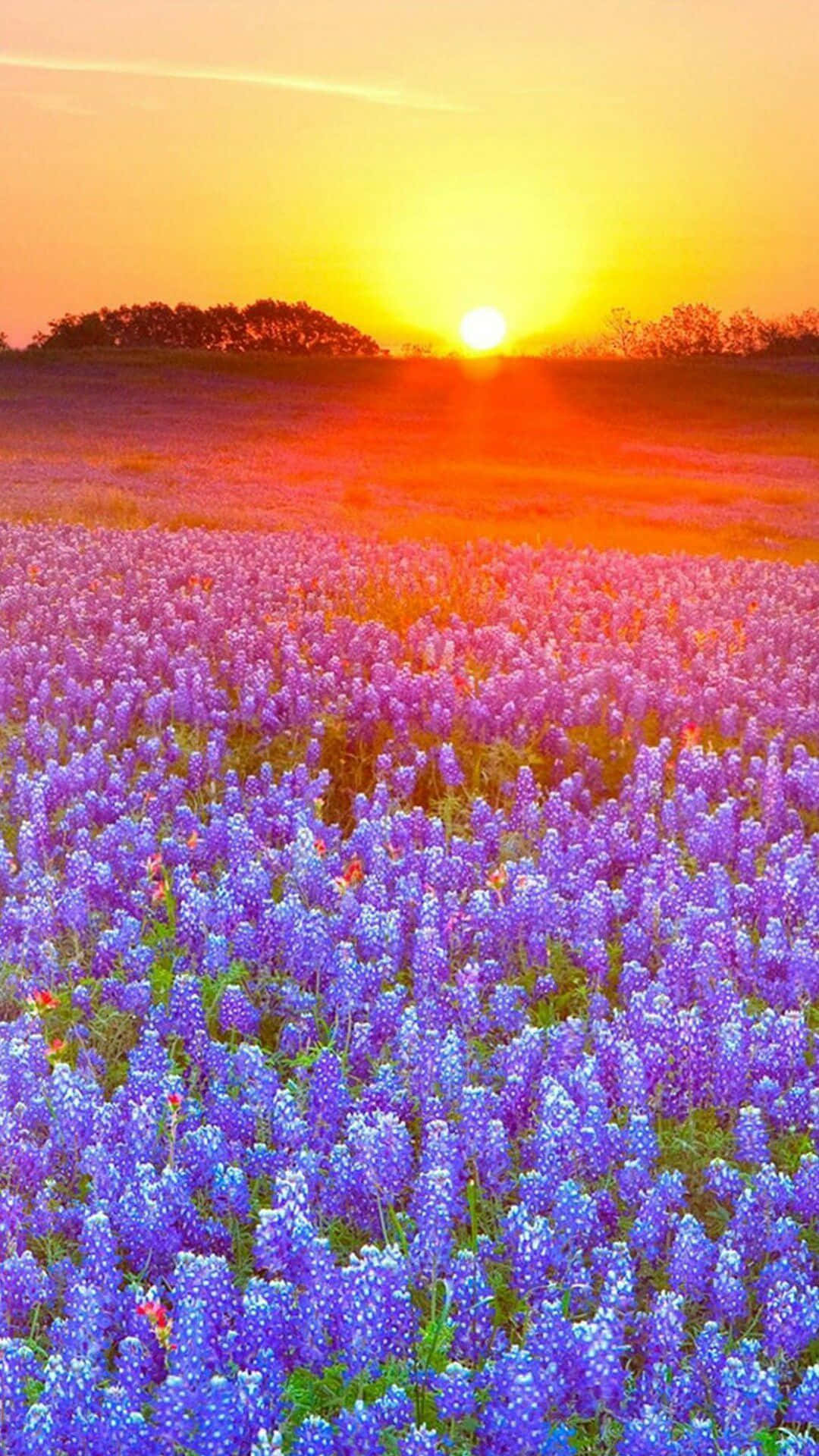 Spring Sunset, purple wildflowers, warm golden glow, Full HD Phone Wallpaper