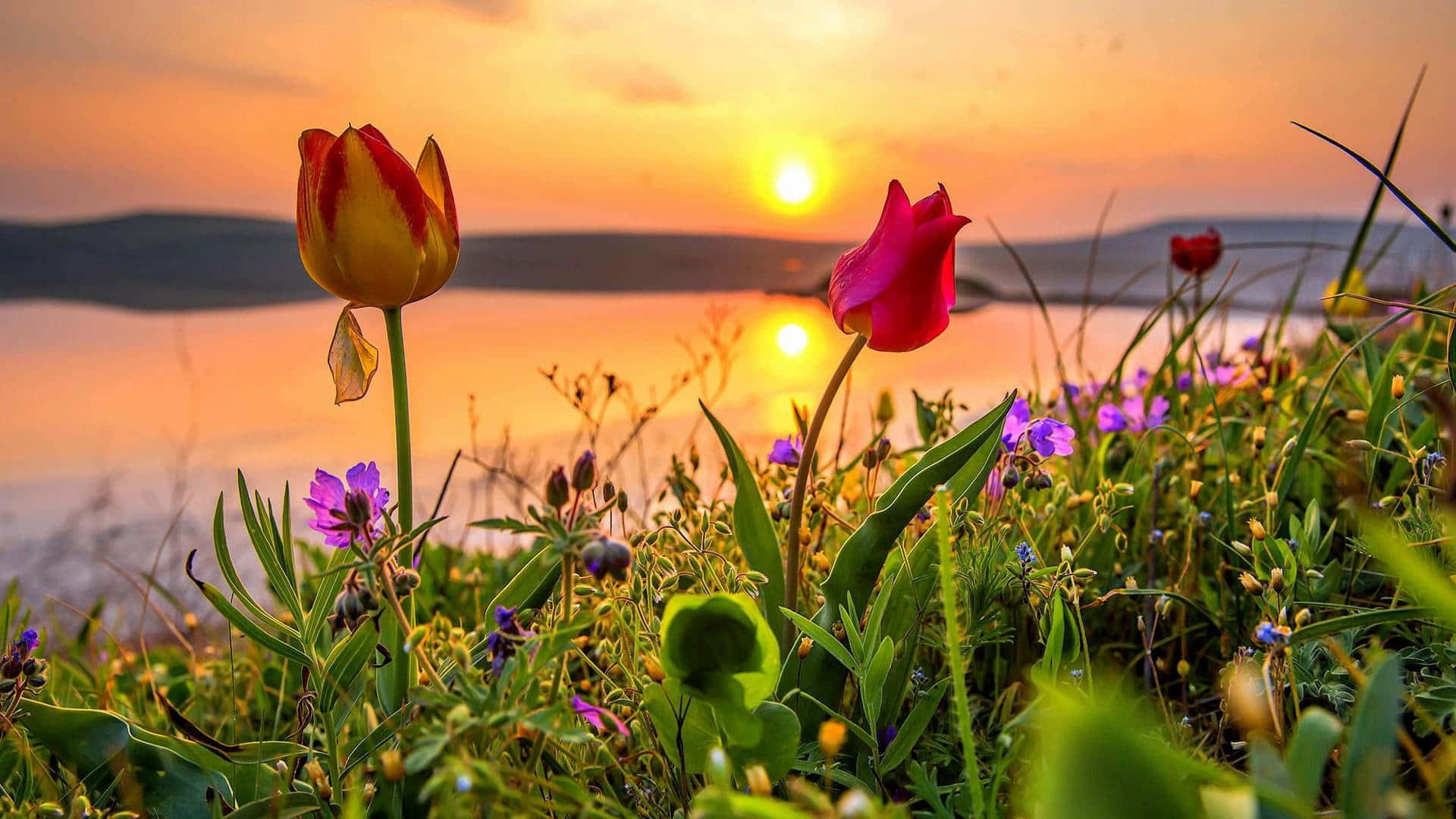 Spring Sunset, tulips, wildflowers, Full HD Desktop Wallpaper