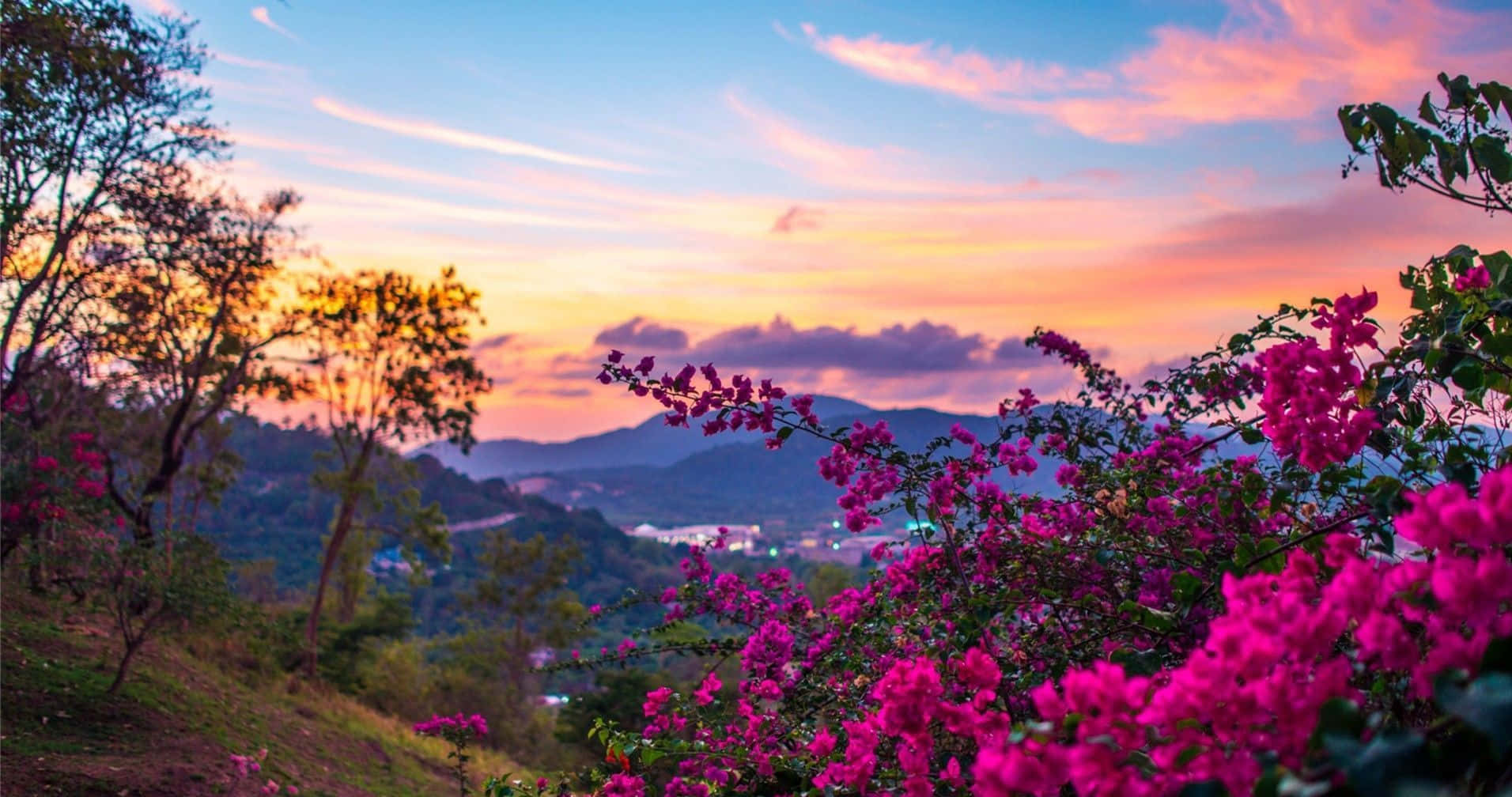 Spring Sunset, pink bougainvillea, sunset, HD Desktop Wallpaper