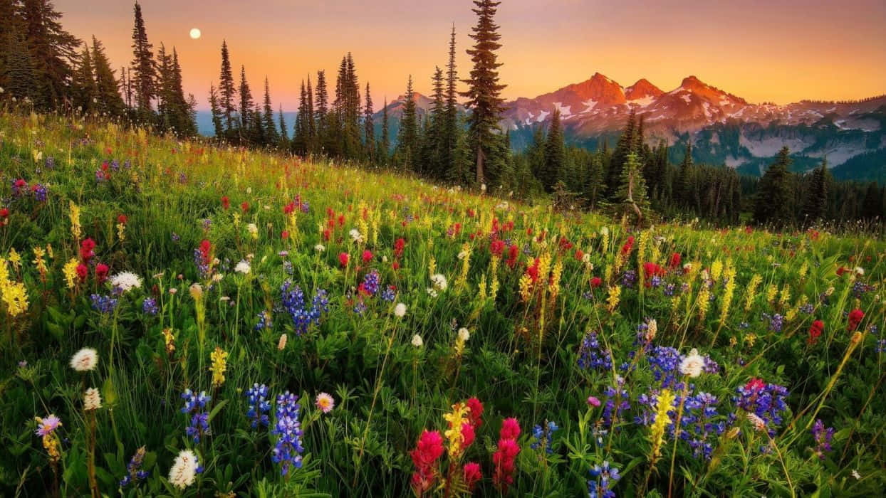 Spring Sunset, meadow, wildflowers, SD Desktop Wallpaper